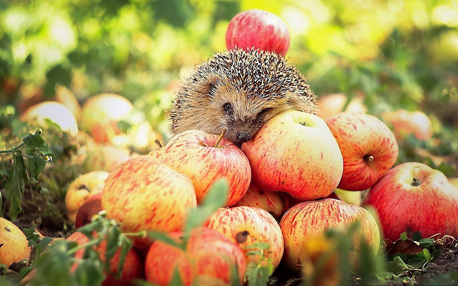 Hedgehog HD Wallpaper and Background Image