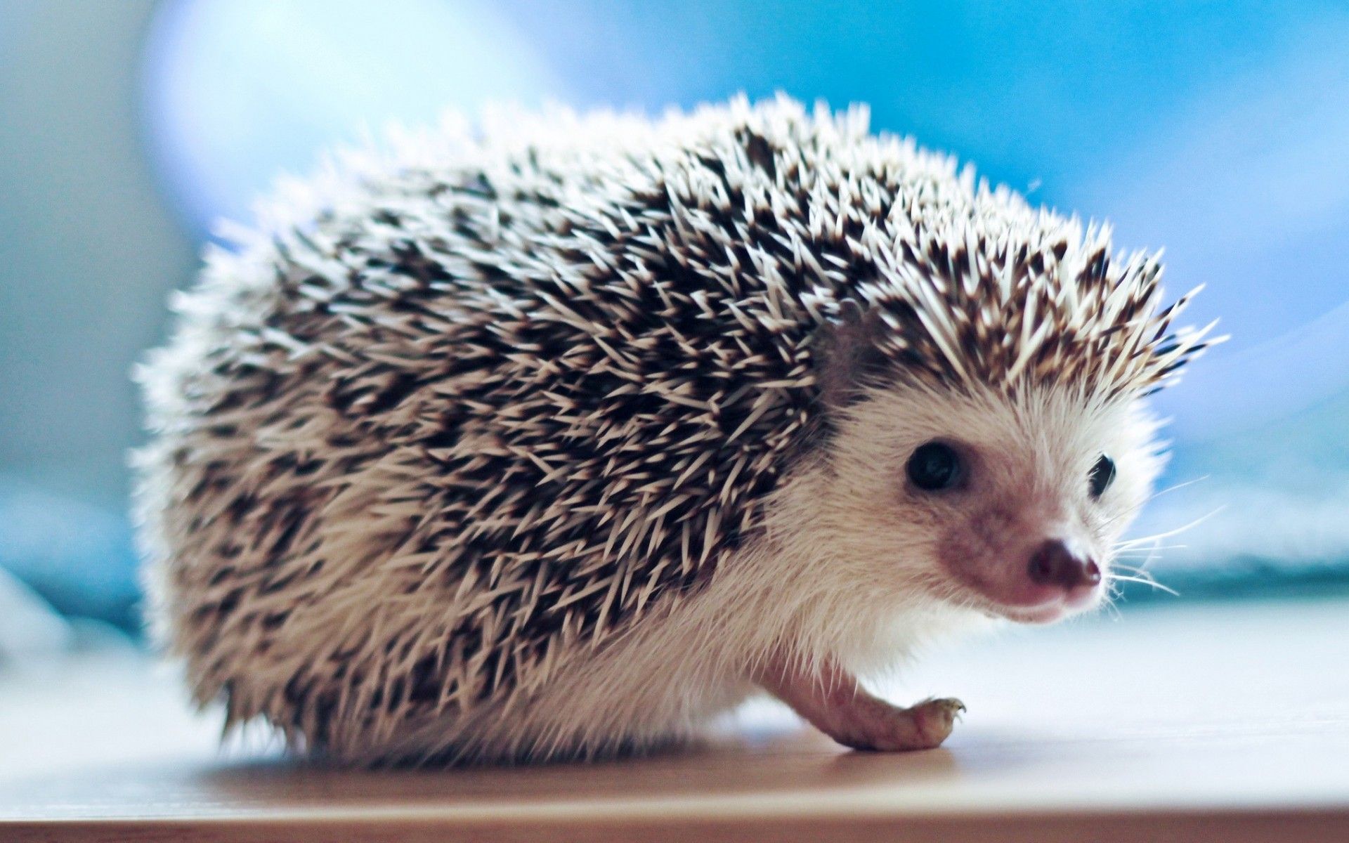 Free download Cute Hedgehog Small Animal Wallpaper HD Wallpaper