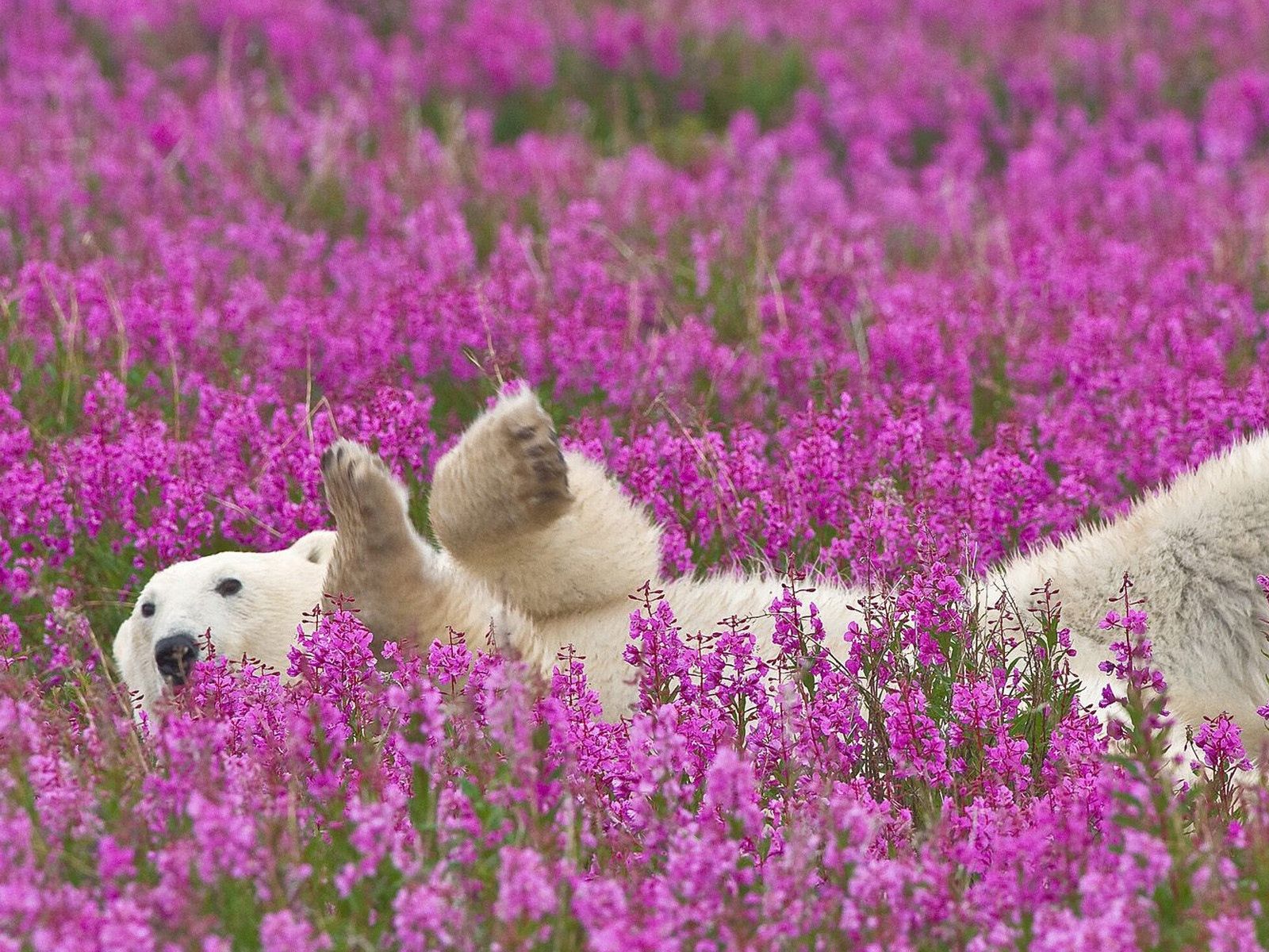 Download wallpaper 1600x1200 polar bear, flowers, lie down, baby