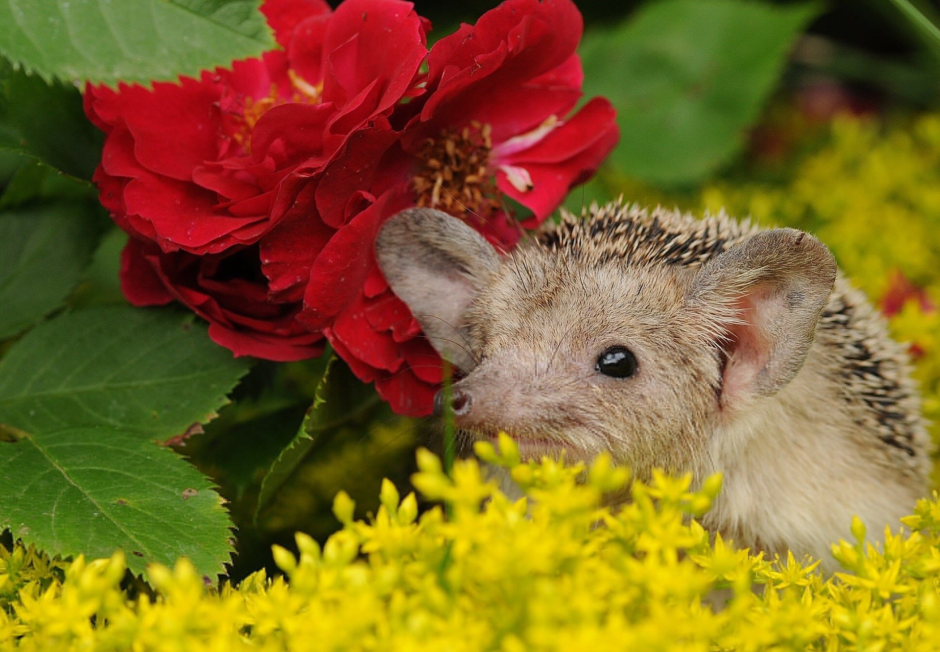 free desktop picture hedgehog. Animal wallpaper, Baby