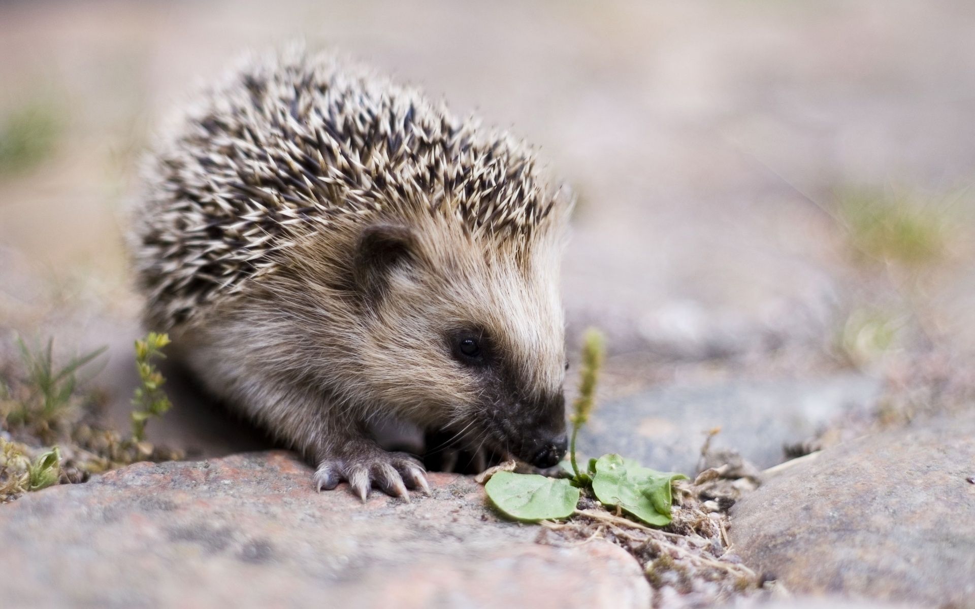 Free download Hedgehog Computer Wallpaper Desktop Background