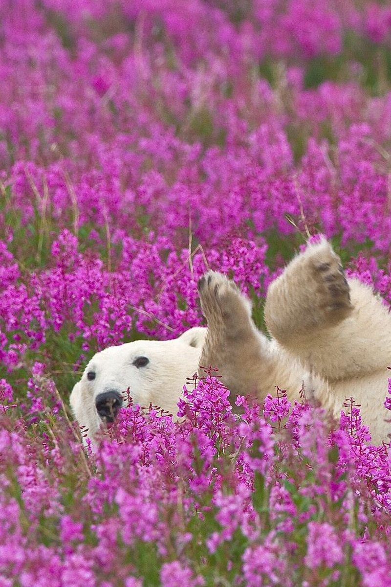 Download wallpaper 800x1200 polar bear, flowers, lie down, baby