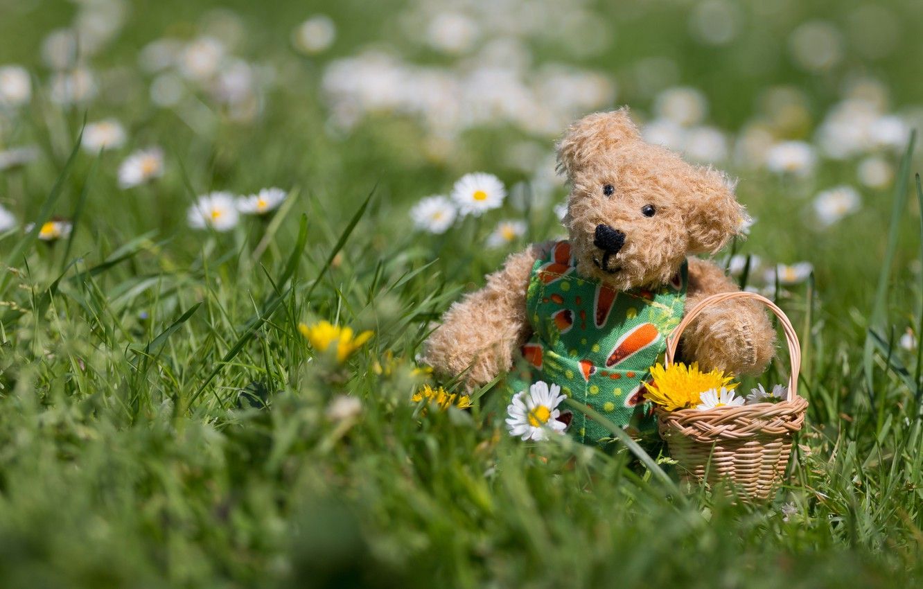 Wallpaper grass, nature, mood, toy, chamomile, spring, bear, bear