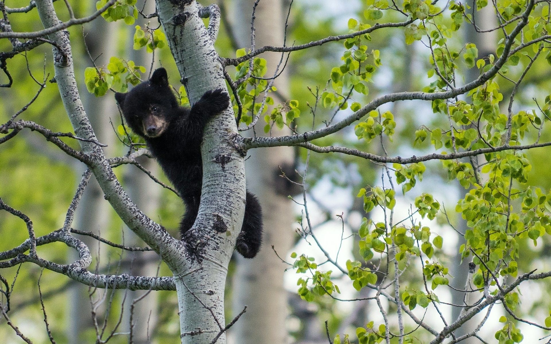 Wallpaper Black bear, birch tree 1920x1200 HD Picture, Image