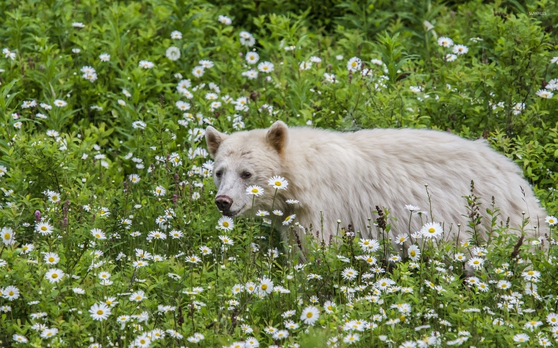 White Bear walking between daisies wallpaper wallpaper