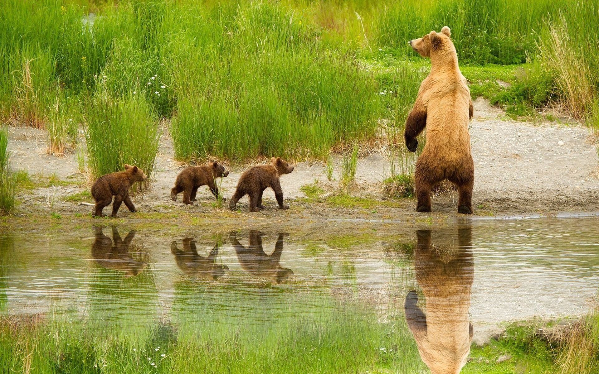 Grizzly Family In Spring HD Wallpaper