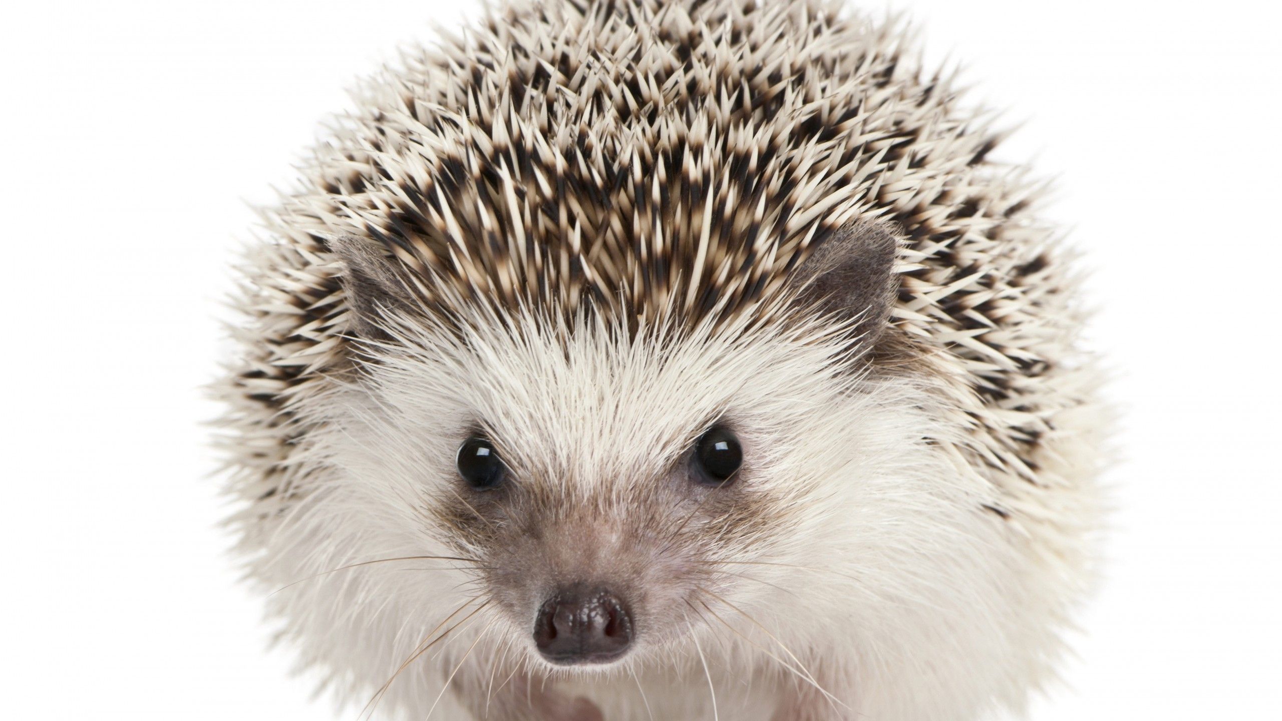 Wallpaper hedgehog, cute animals, 5k, Animals