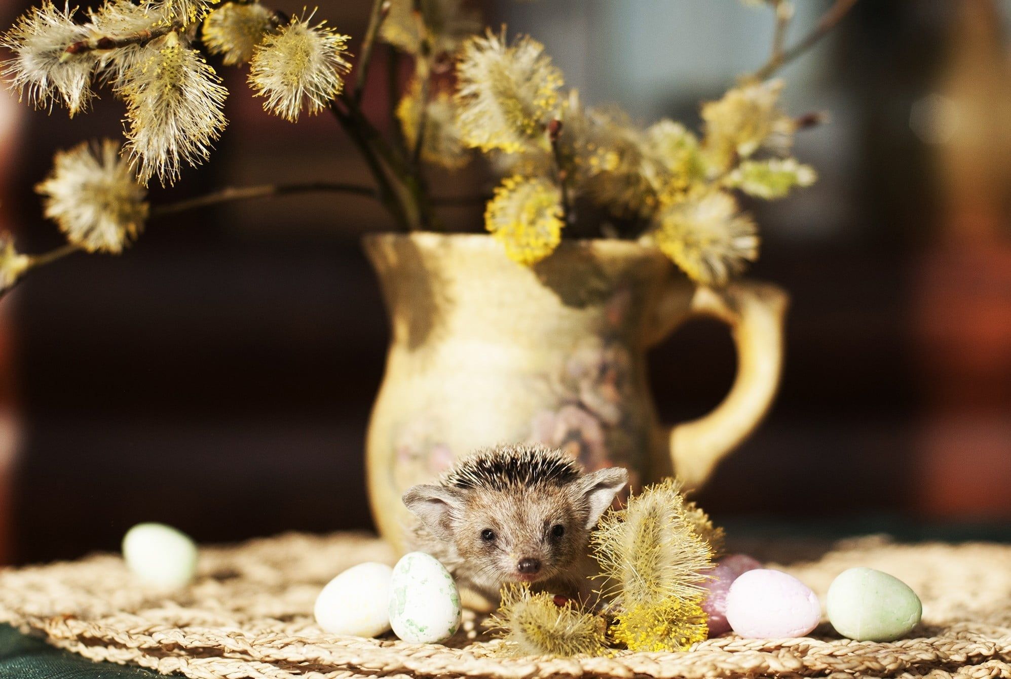 Selective focus photography of brown hedgehog HD wallpaper