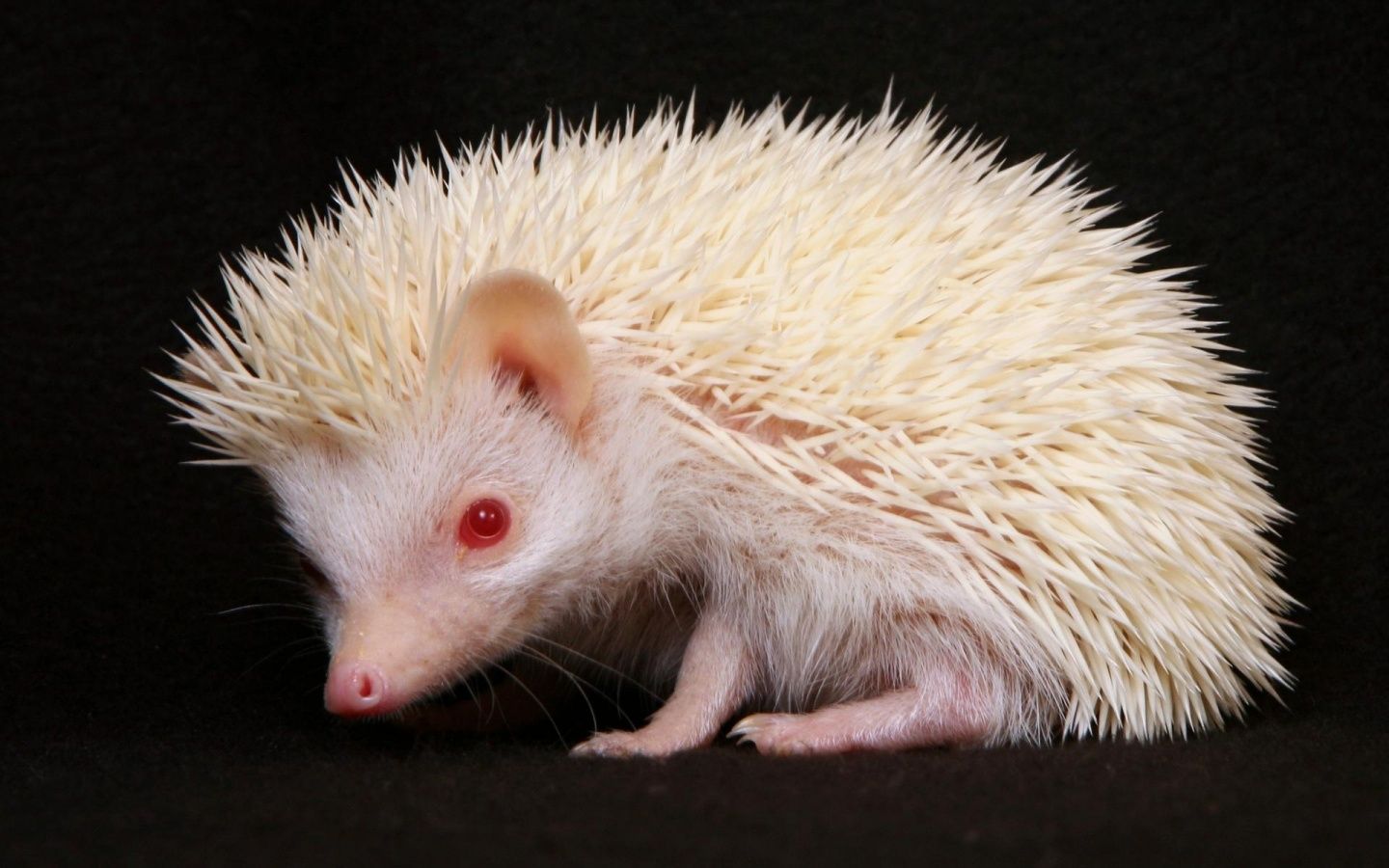 Free download Funny baby hedgehog wallpaper for desktop Funny