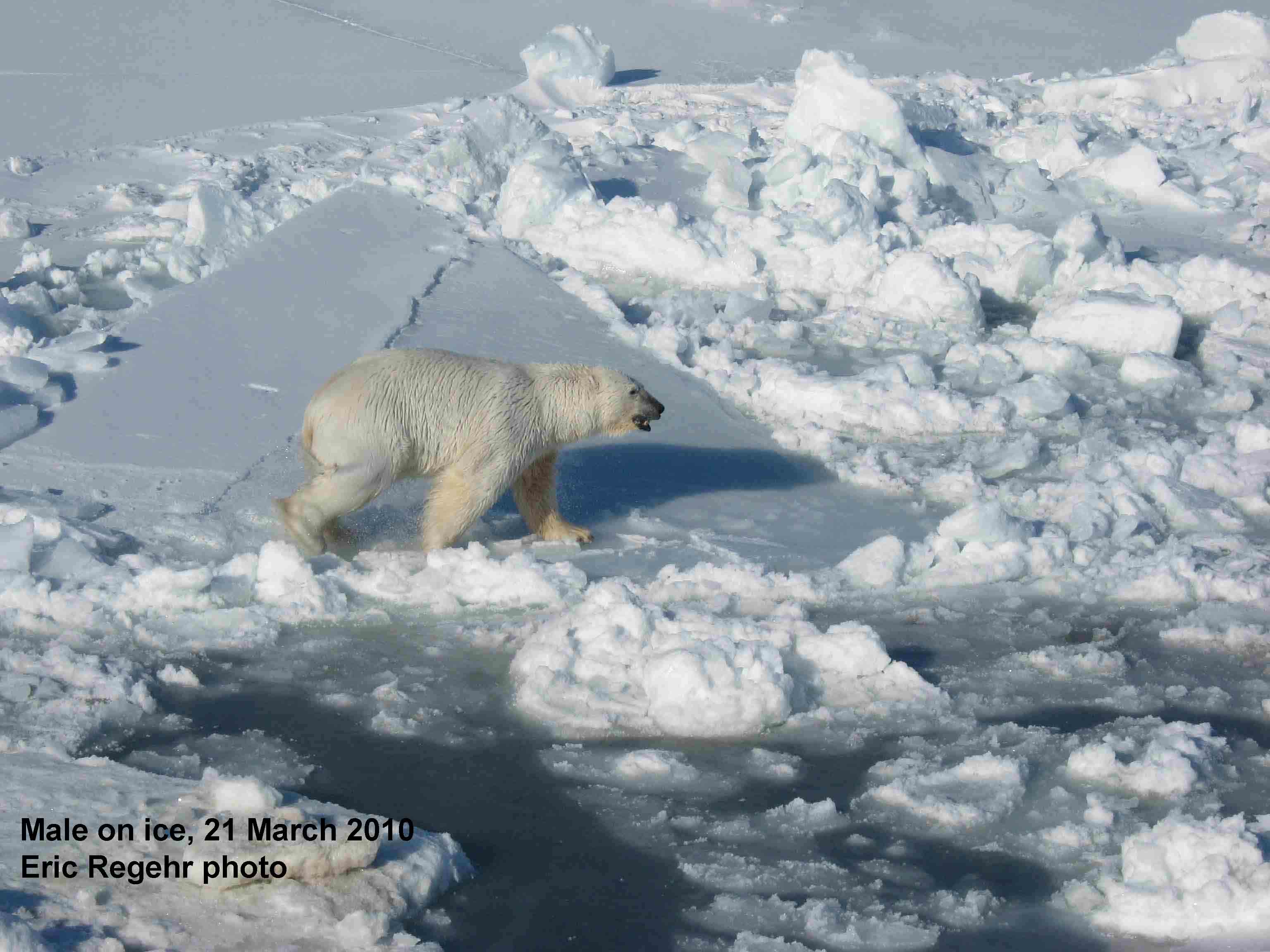 spring ice conditions. polarbearscience