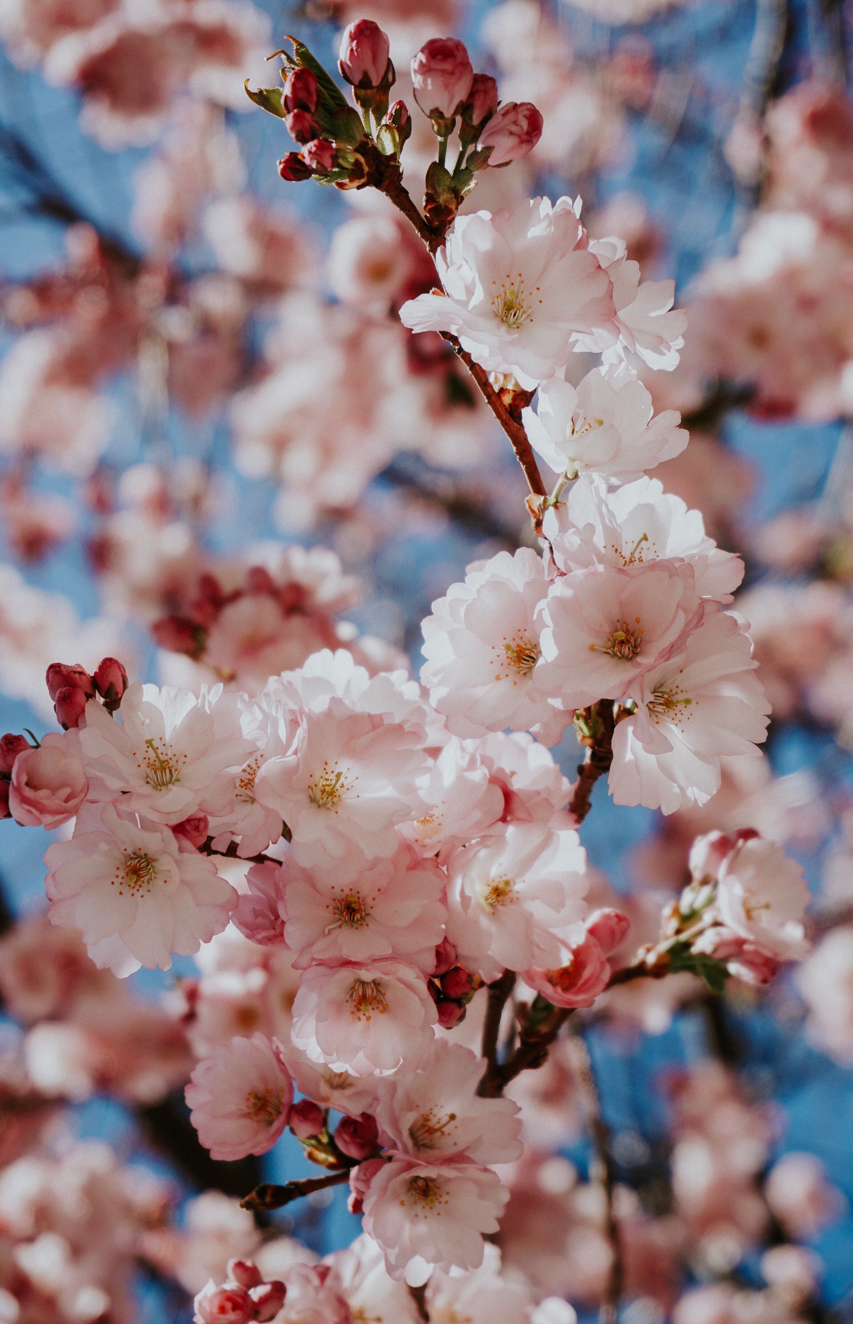 Blossoming Cherry Tree: Spring Wallpaper