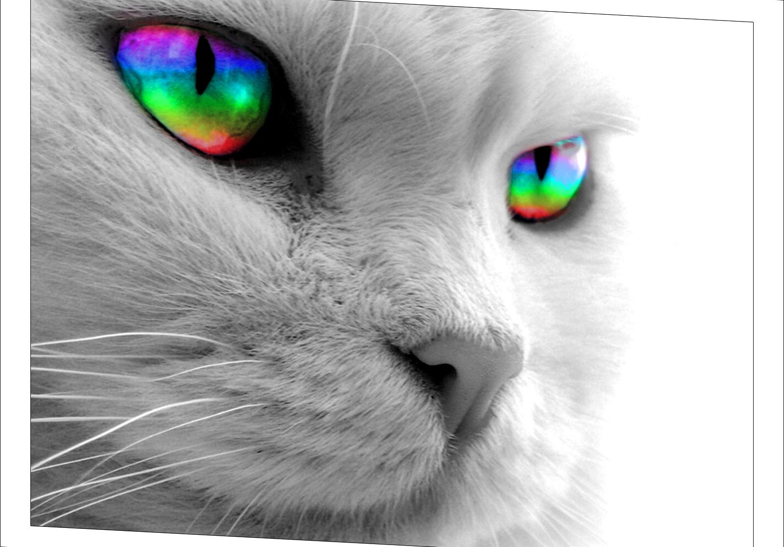 Grayscale Cat Wallpaper But Rainbow Eyes Wallpaper HD / Desktop