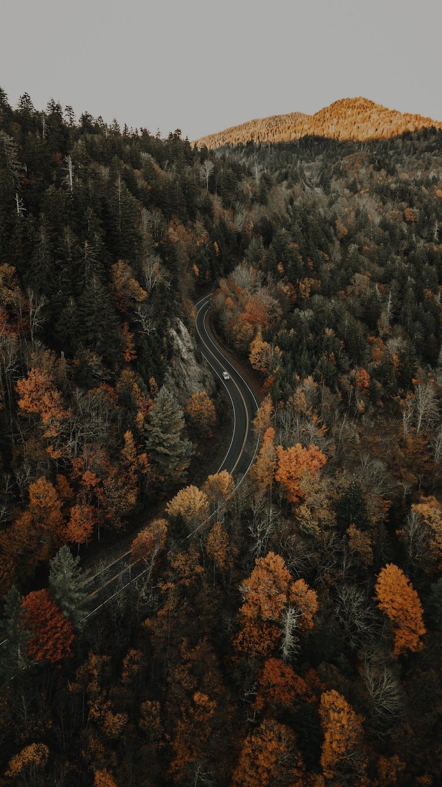Download Forest road aerial view mobile wallpaper for your Android