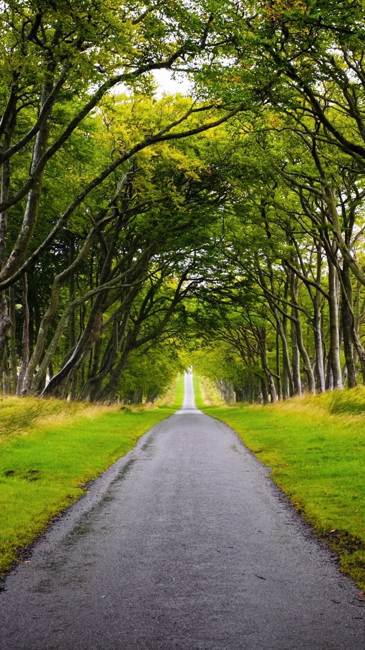 Free download Scotland Forest Road iPhone 6 Wallpaper iPod
