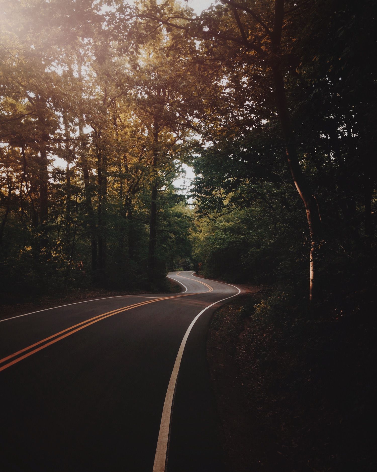 Photo by Jesse Bowser. Forest road, Travel spot, Landscape