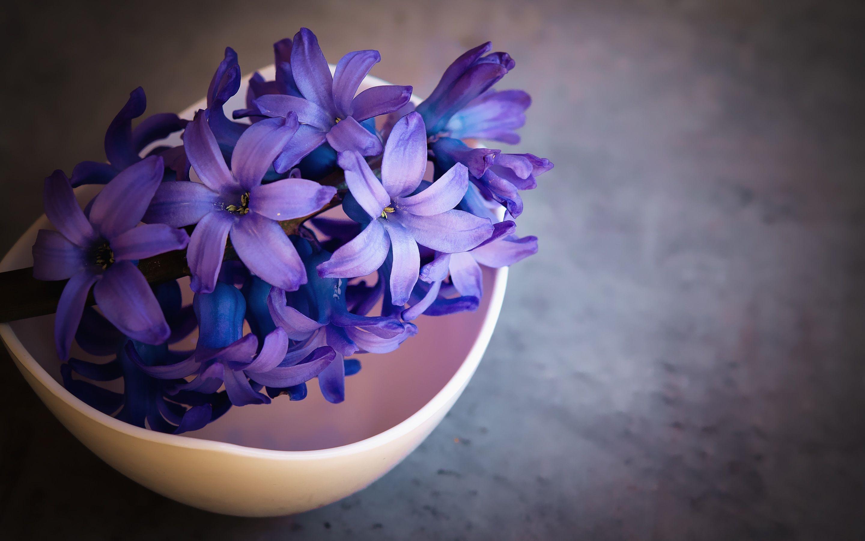 Hyacinth Flower Violet Flowers Macbook Pro Retina HD 4k