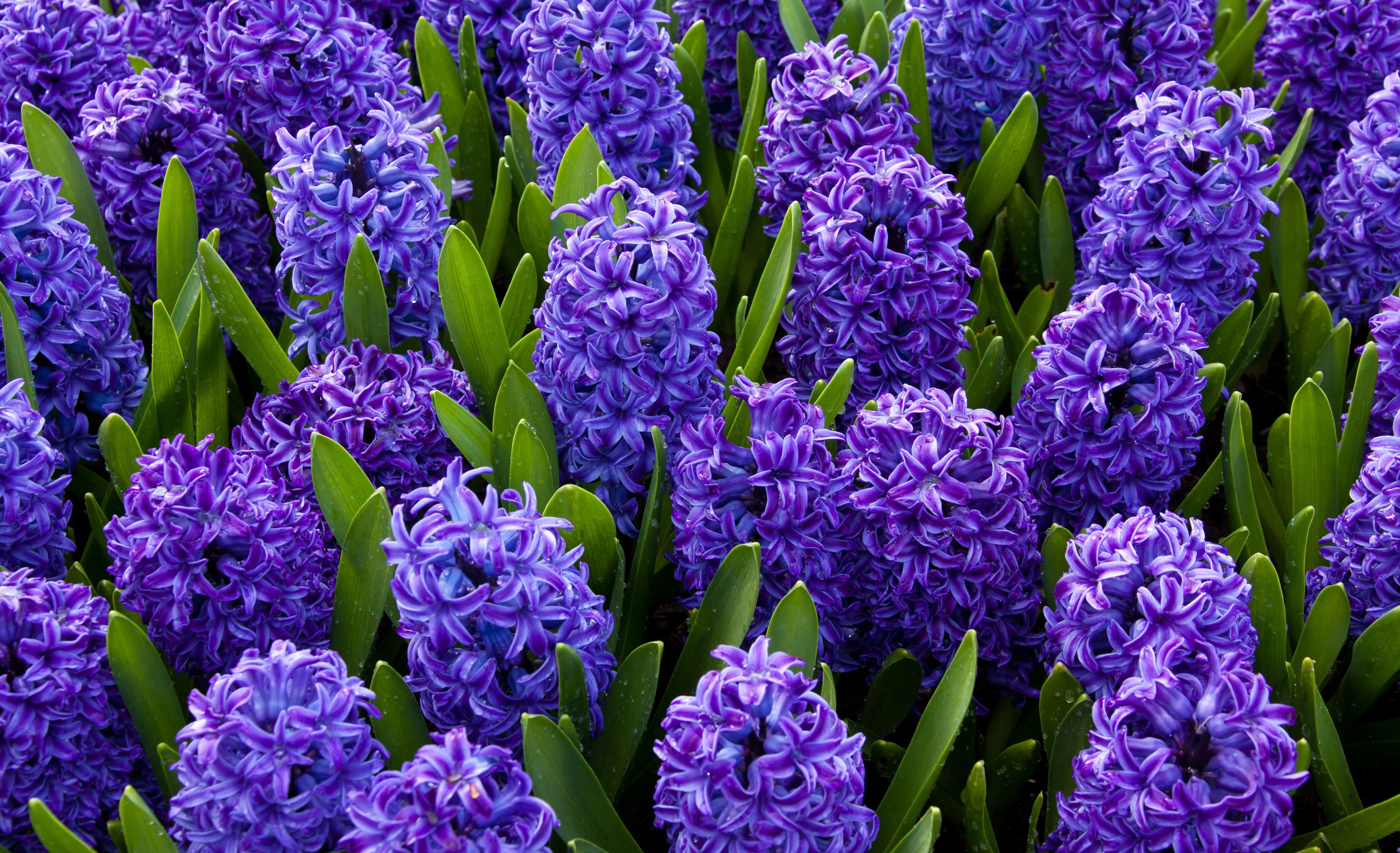 Purple Hyacinths 4k Ultra HD Wallpaper. Background Image