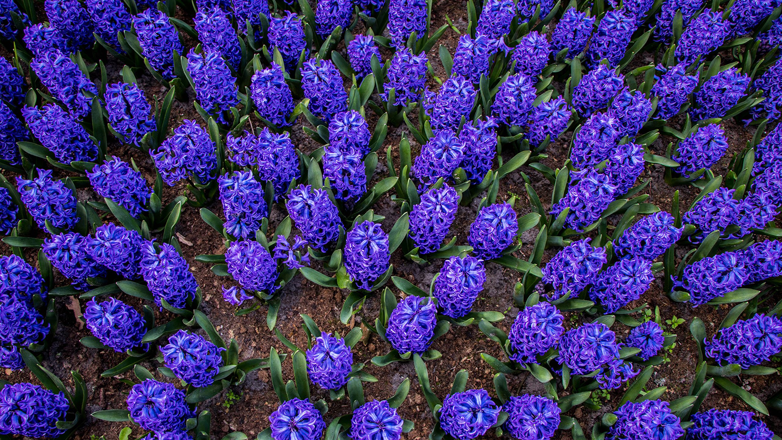 Image Violet Flowers Hyacinths Many 2560x1440