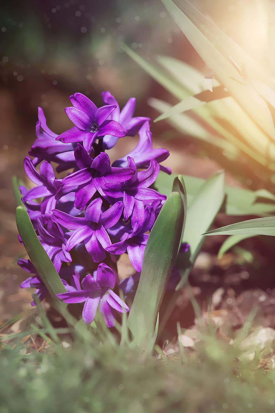 HD wallpaper: hyacinth, purple, violet, purple hyacinth, flower