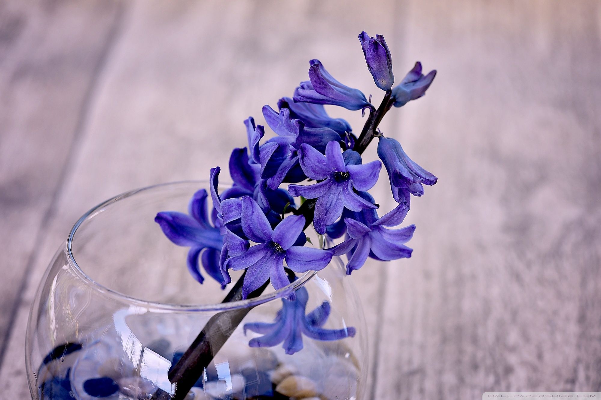 Blue Hyacinth Flower In A Vase Ultra HD Desktop Background