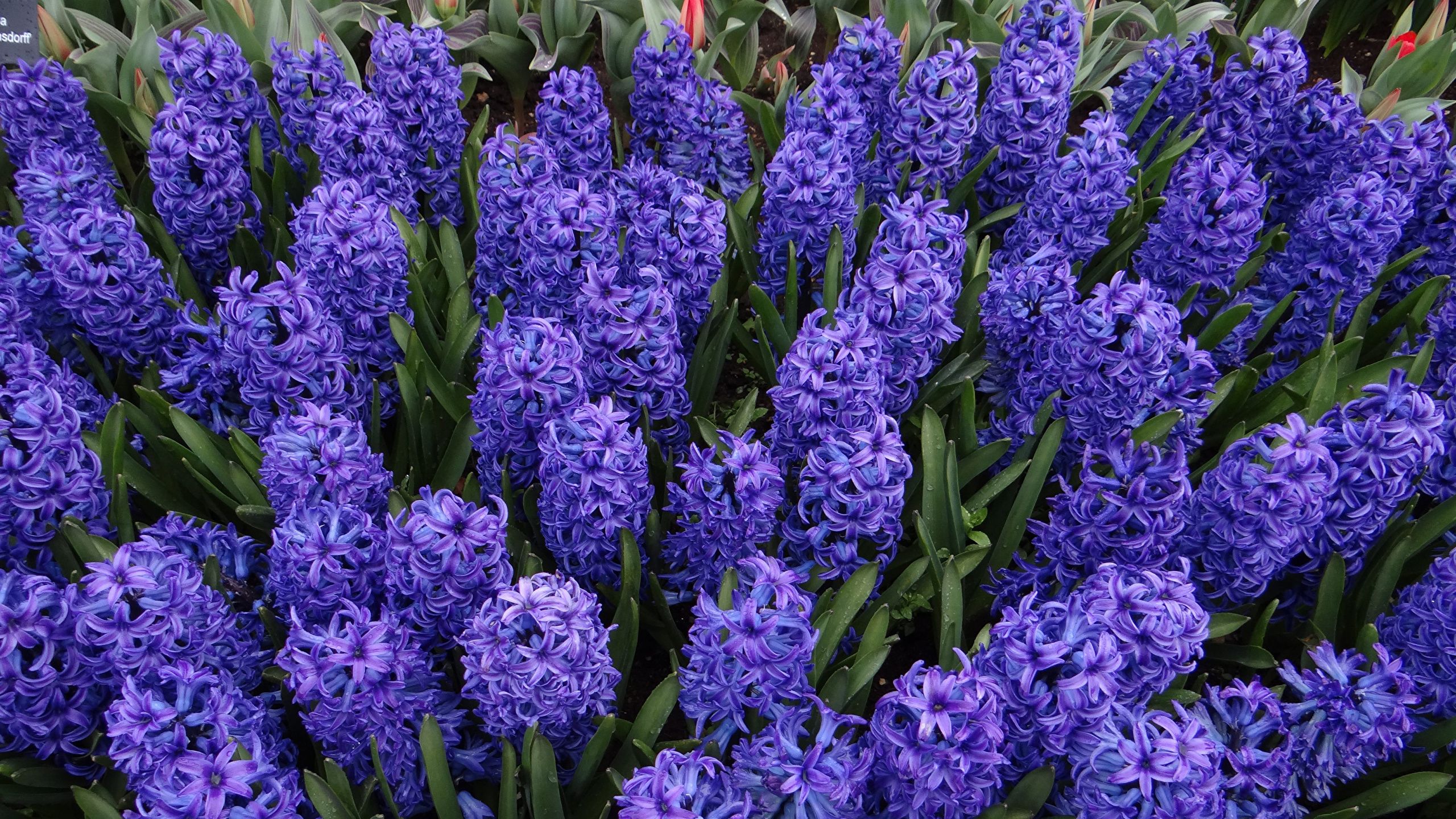 Photos Violet flower Hyacinths Closeup 2560x1440