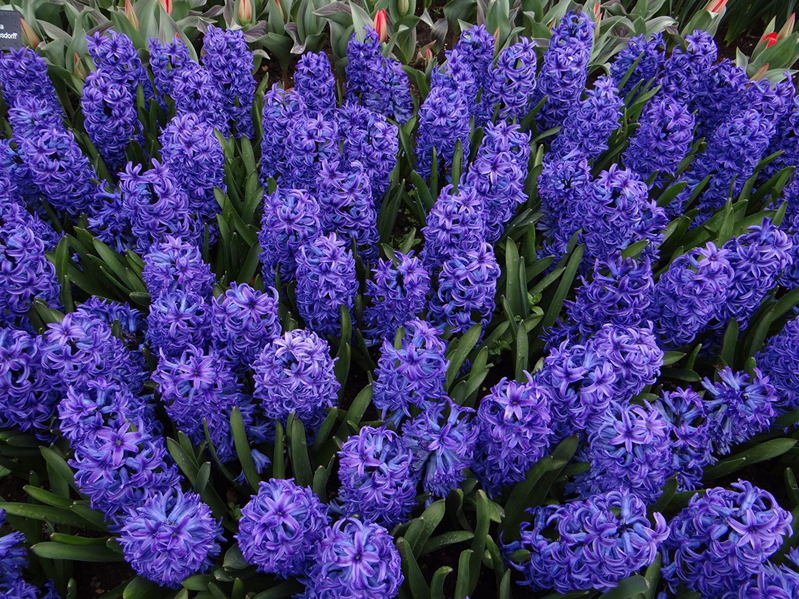 Photos Violet flower Hyacinths Closeup 1600x1200