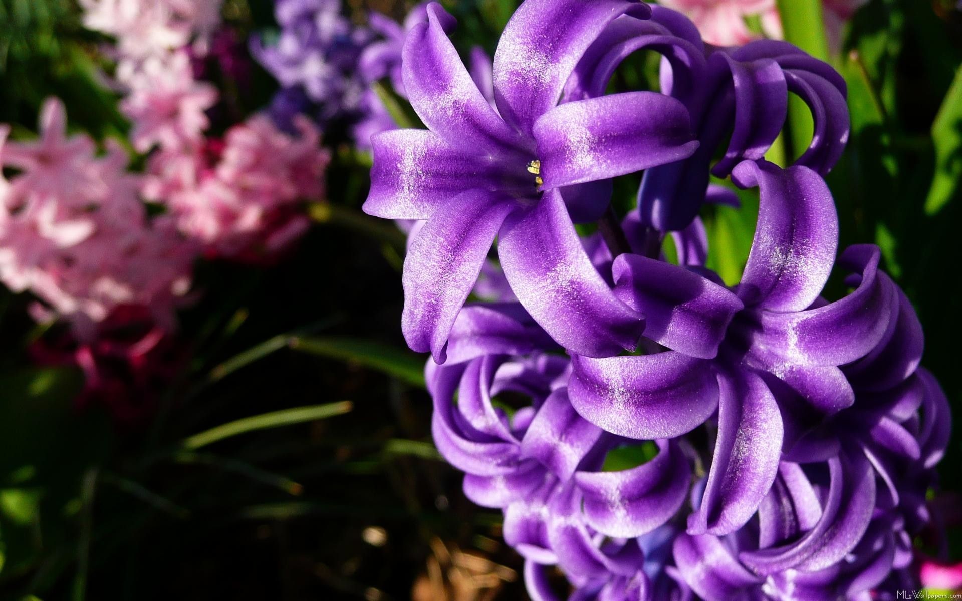 Hyacinth Wallpaper