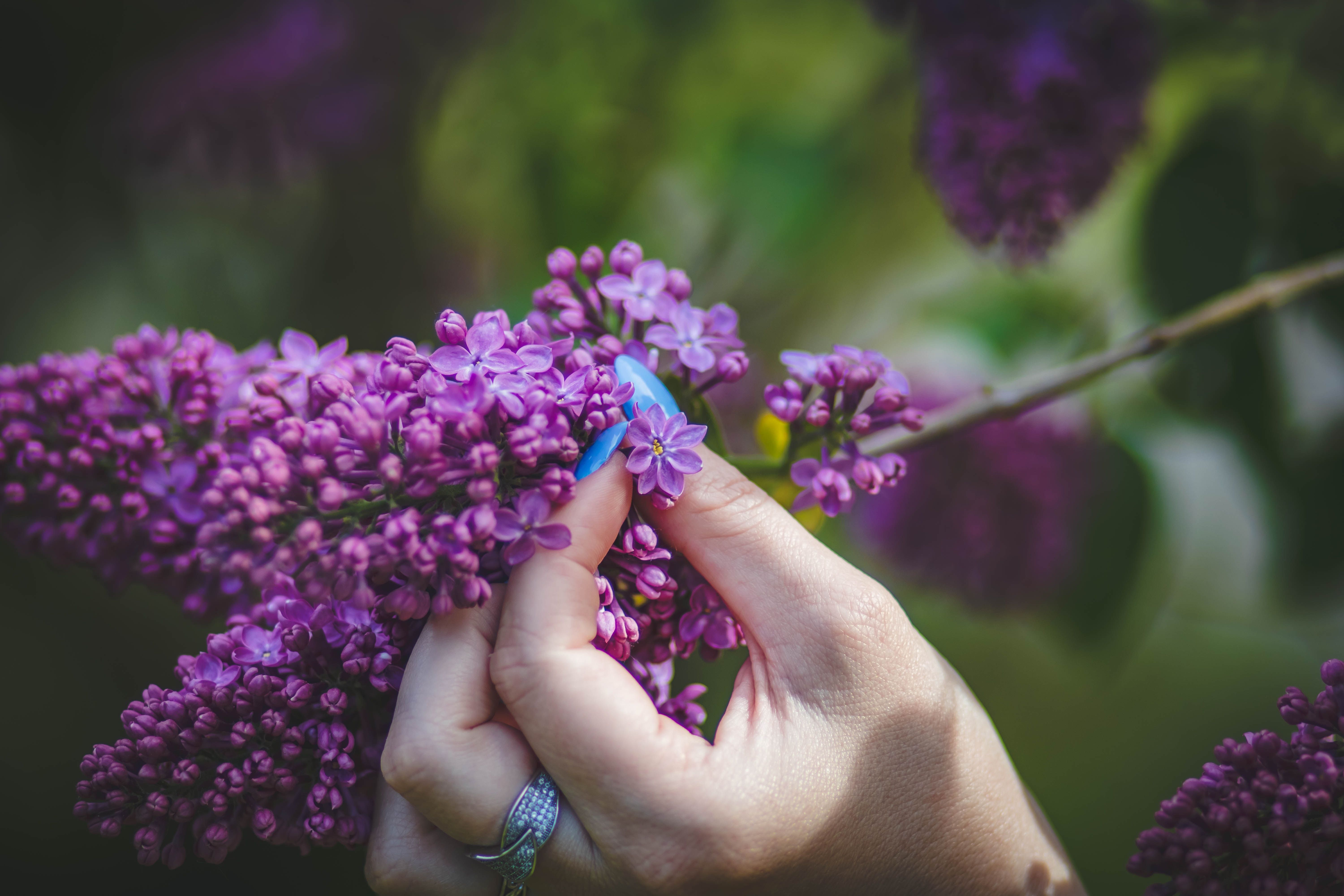 Person Holding Purple Hyacinth Flower · Free