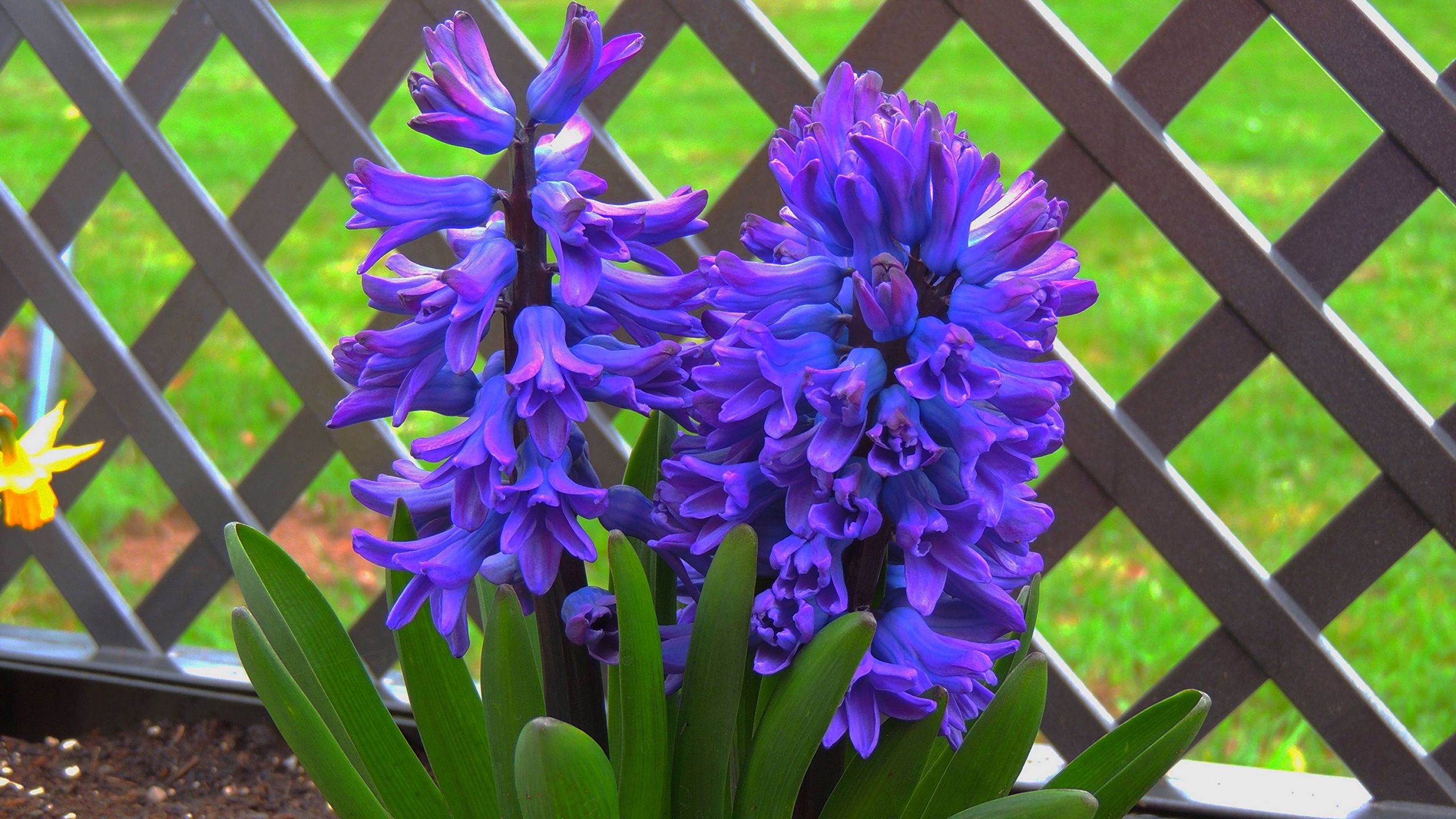 Photo Violet Fence flower Hyacinths Closeup 2560x1440