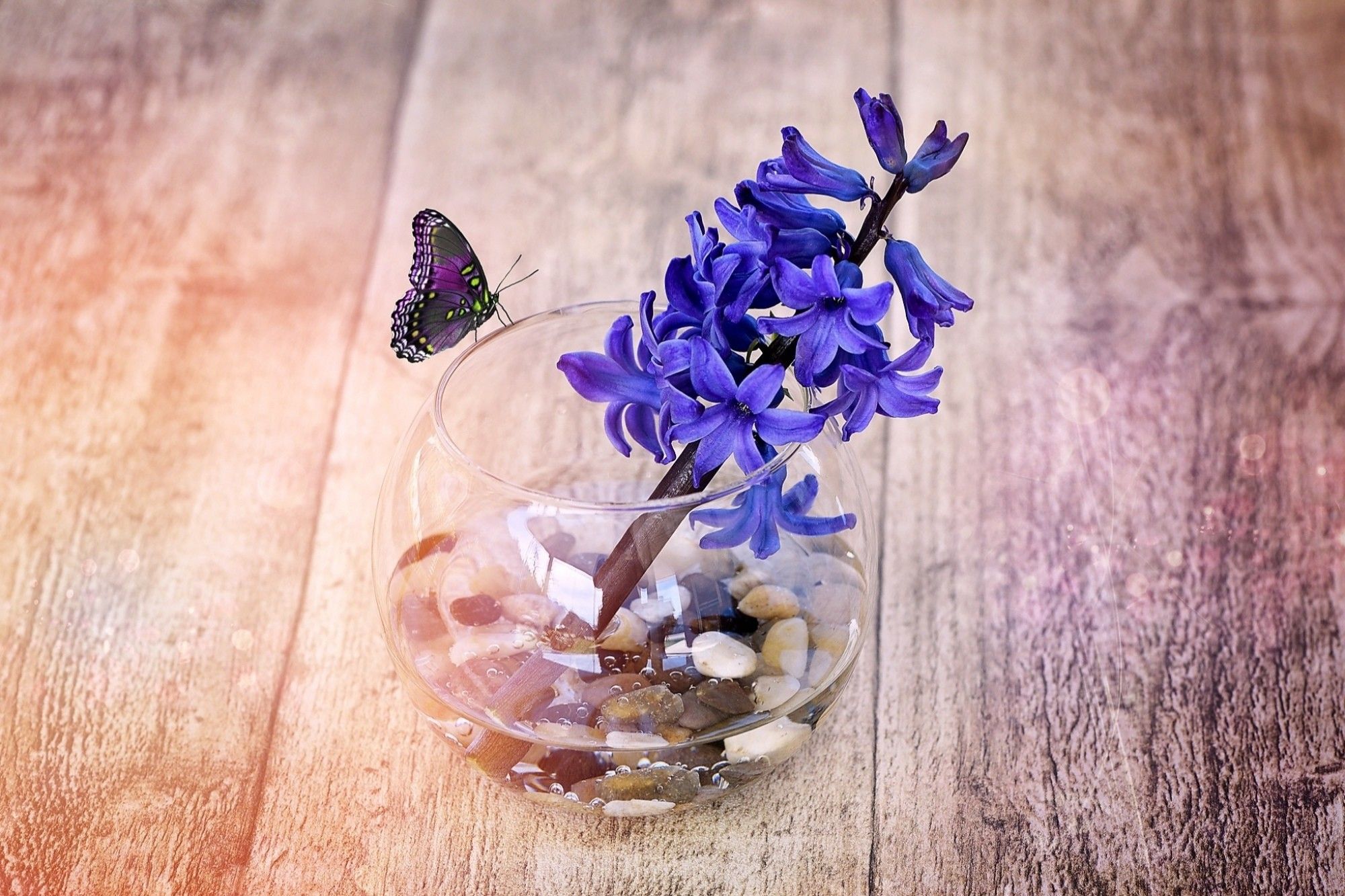 Hyacinth Wallpaper