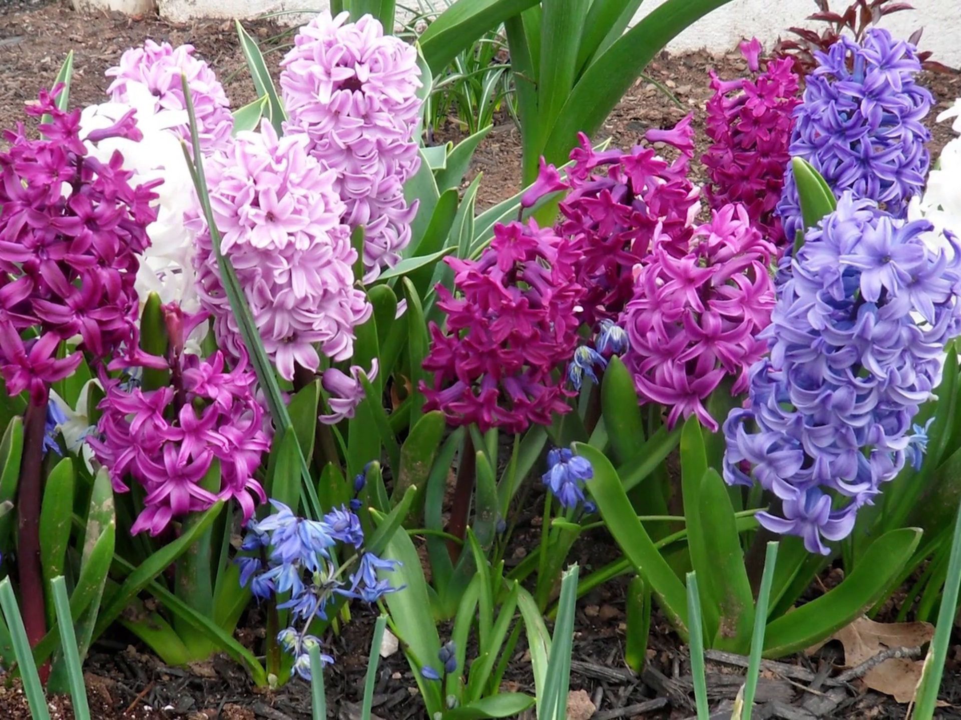 Hyacinthus Bulbous Fragrant Flowering Plants In Family
