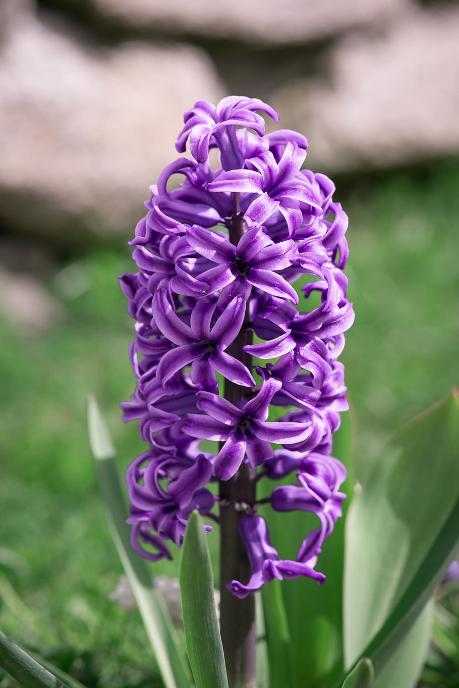 HD wallpaper: hyacinth, purple, violet, spring, nature, flowers