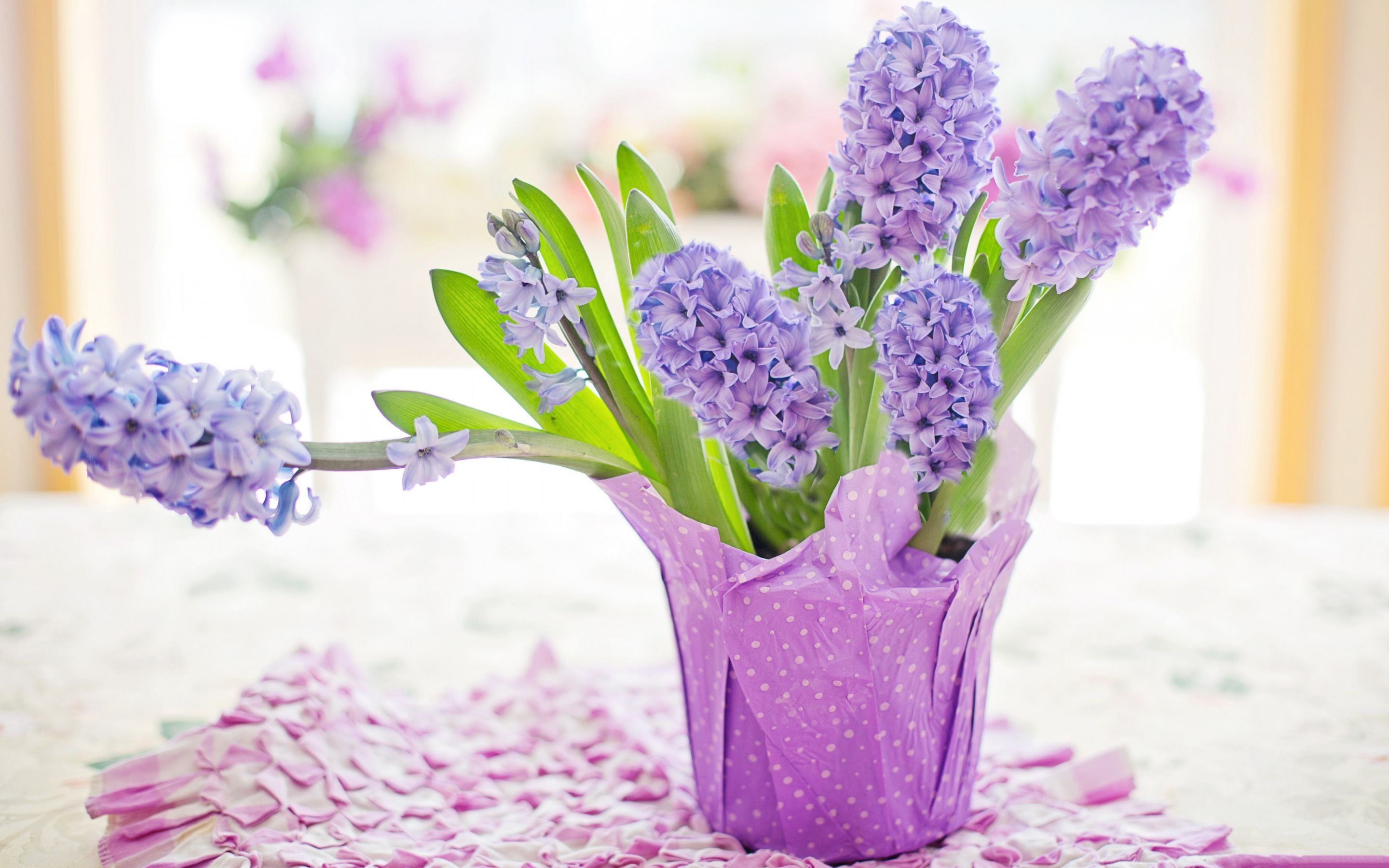 Download wallpaper hyacinths, purple flowers in a pot, beautiful