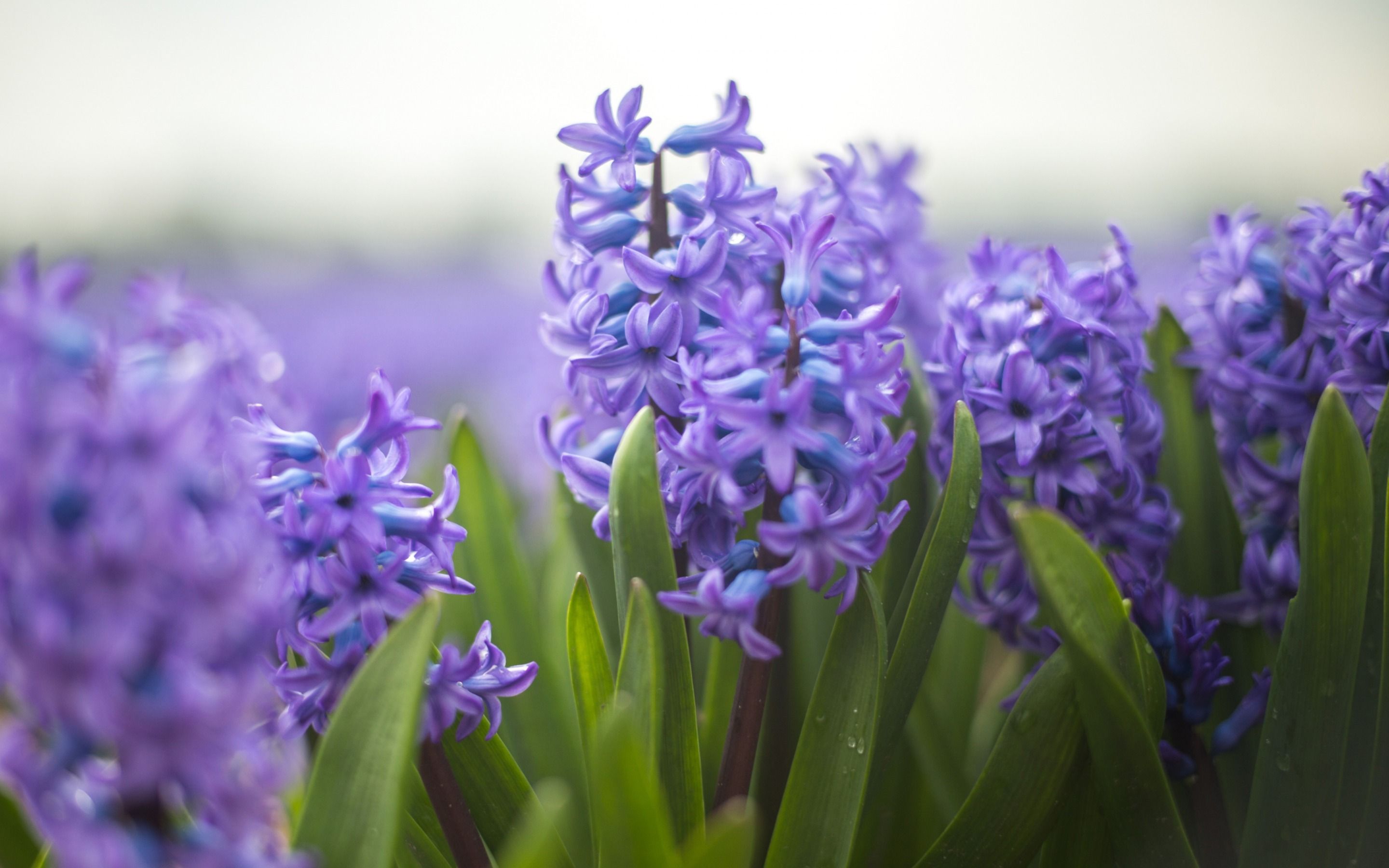 Download wallpaper hyacinths, purple flowers, spring, wildflowers
