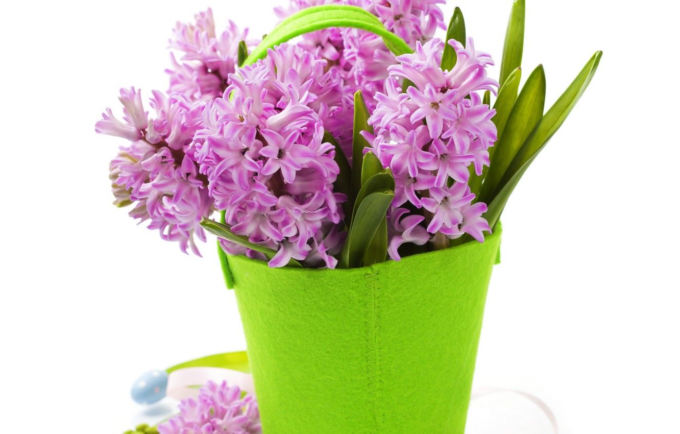 Wallpaper flowers, background, vase handbag, purple Hyacinths