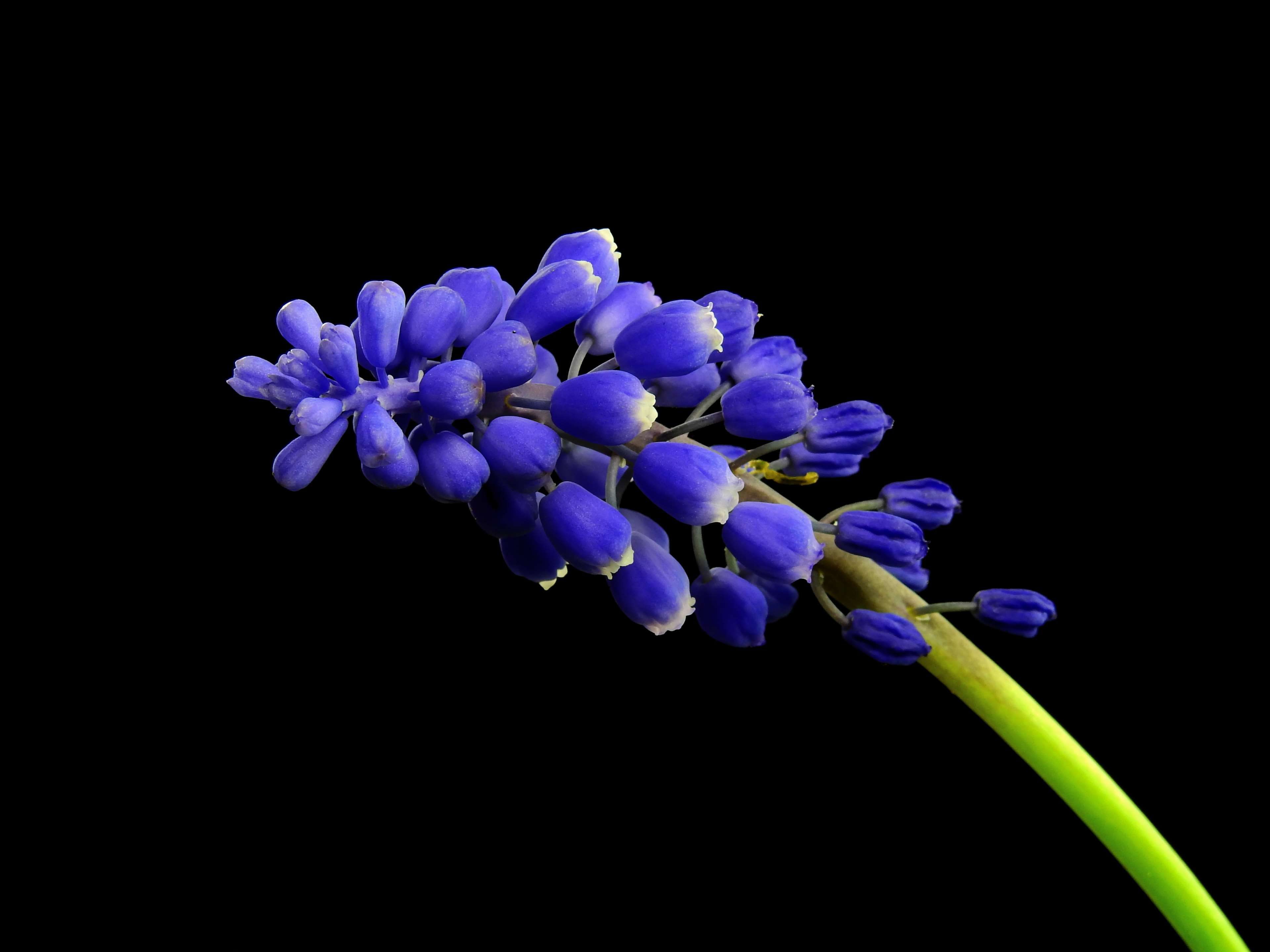 Bloom, blossom, flower, hyacinth, muscari, nature, plant, purple