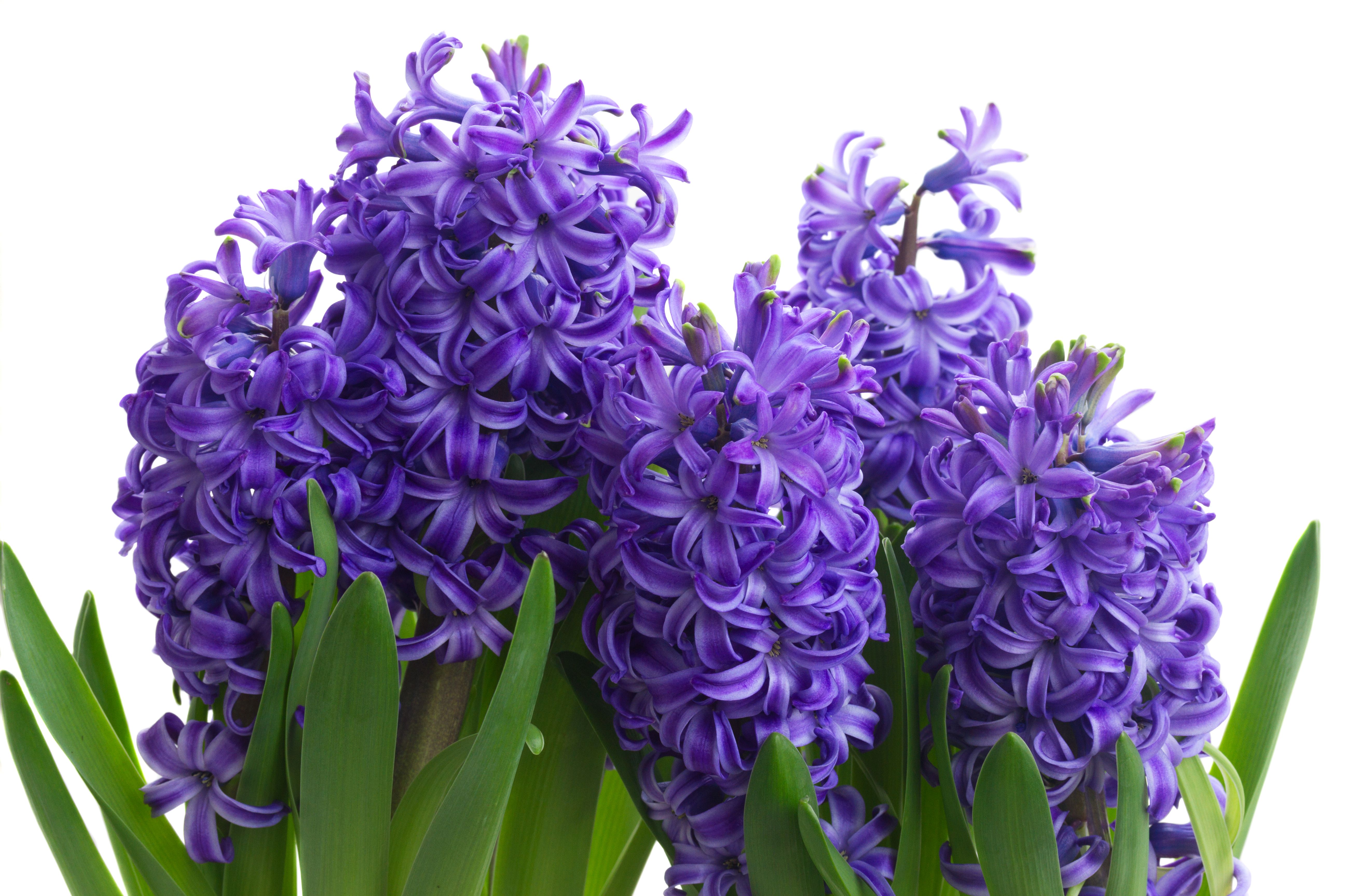 image Violet flower Hyacinths Closeup 5184x3456