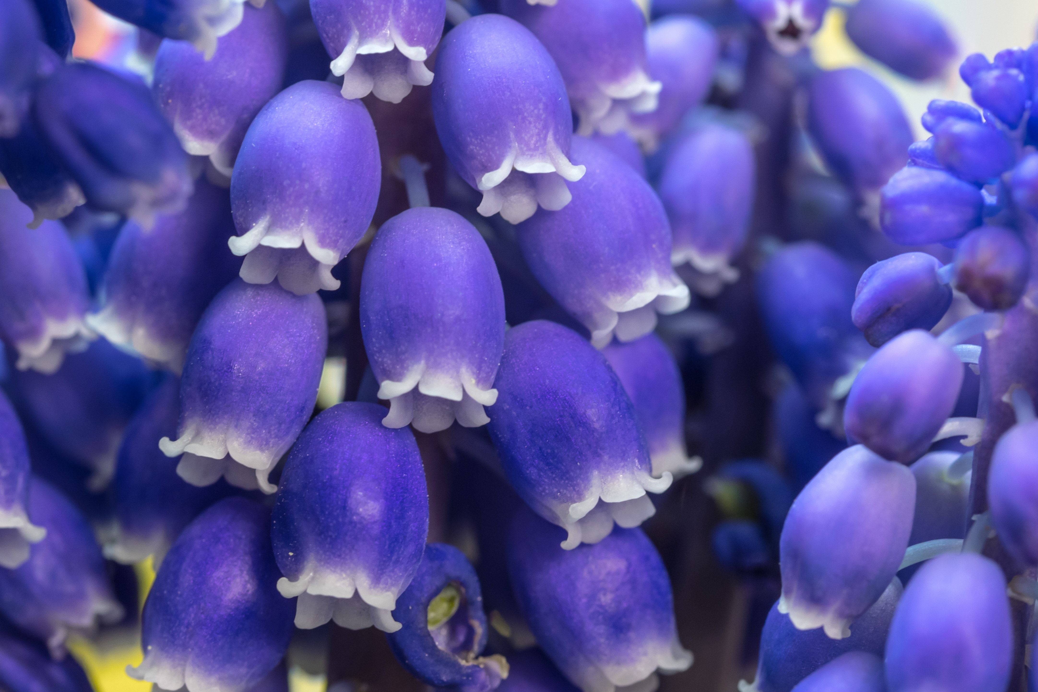 purple hyacinth free image