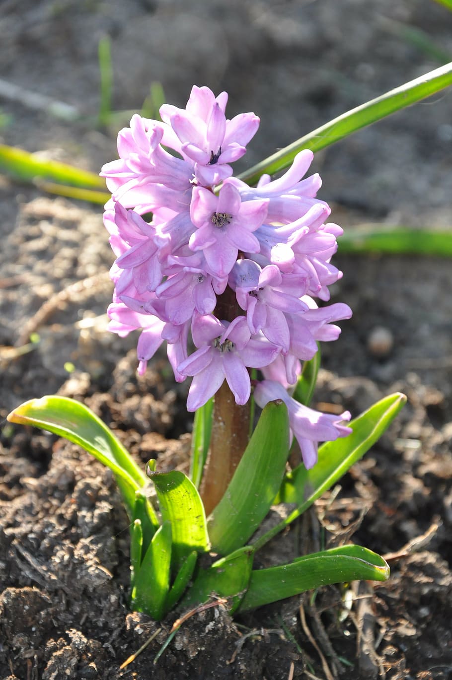 HD wallpaper: hyacinth, flower, violet, garden, blooming, spring