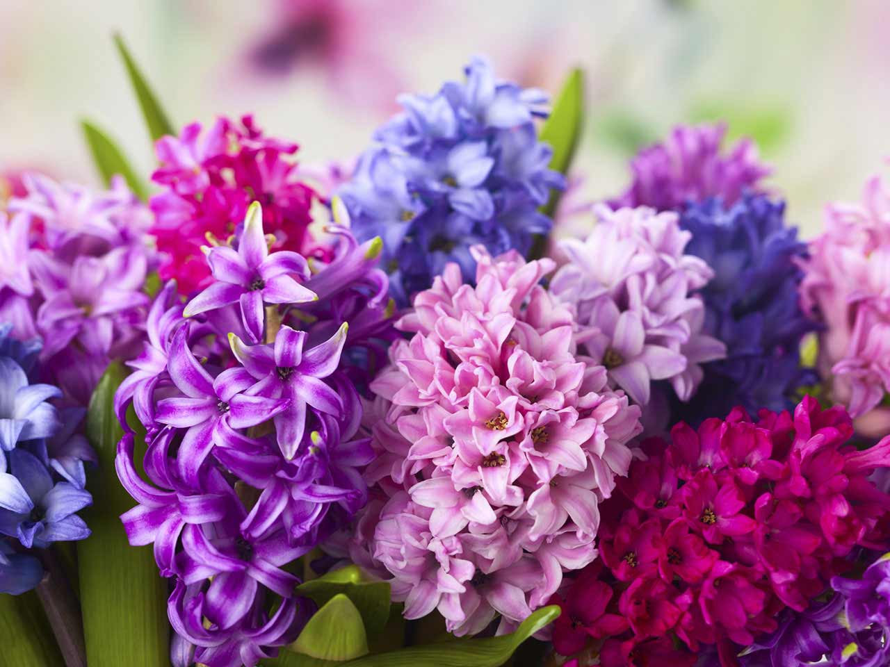 Hyacinth wallpaper, Earth, HQ Hyacinth pictureK Wallpaper 2019