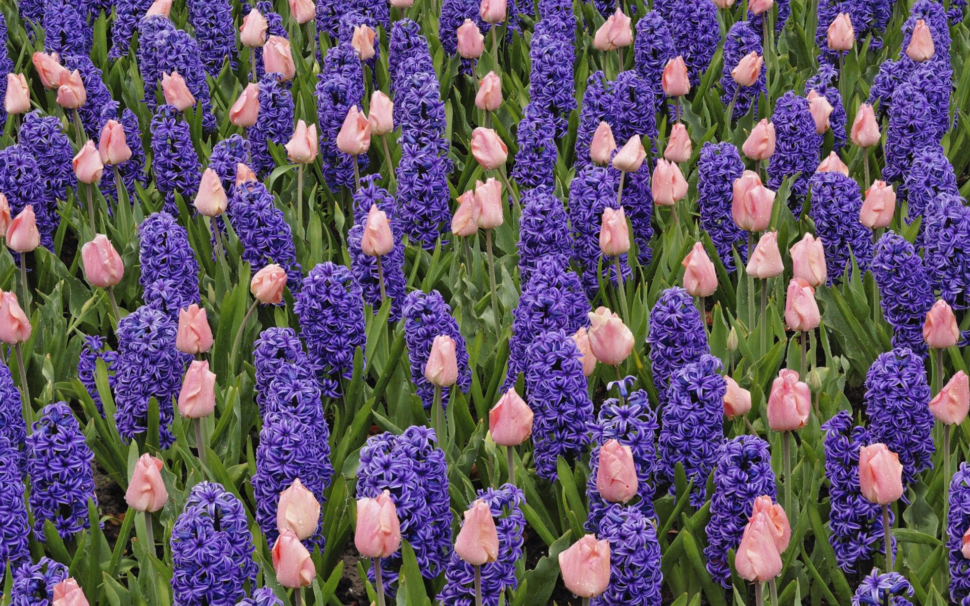 flowers, tulips, pink flowers, purple flowers, hyacinths wallpaper