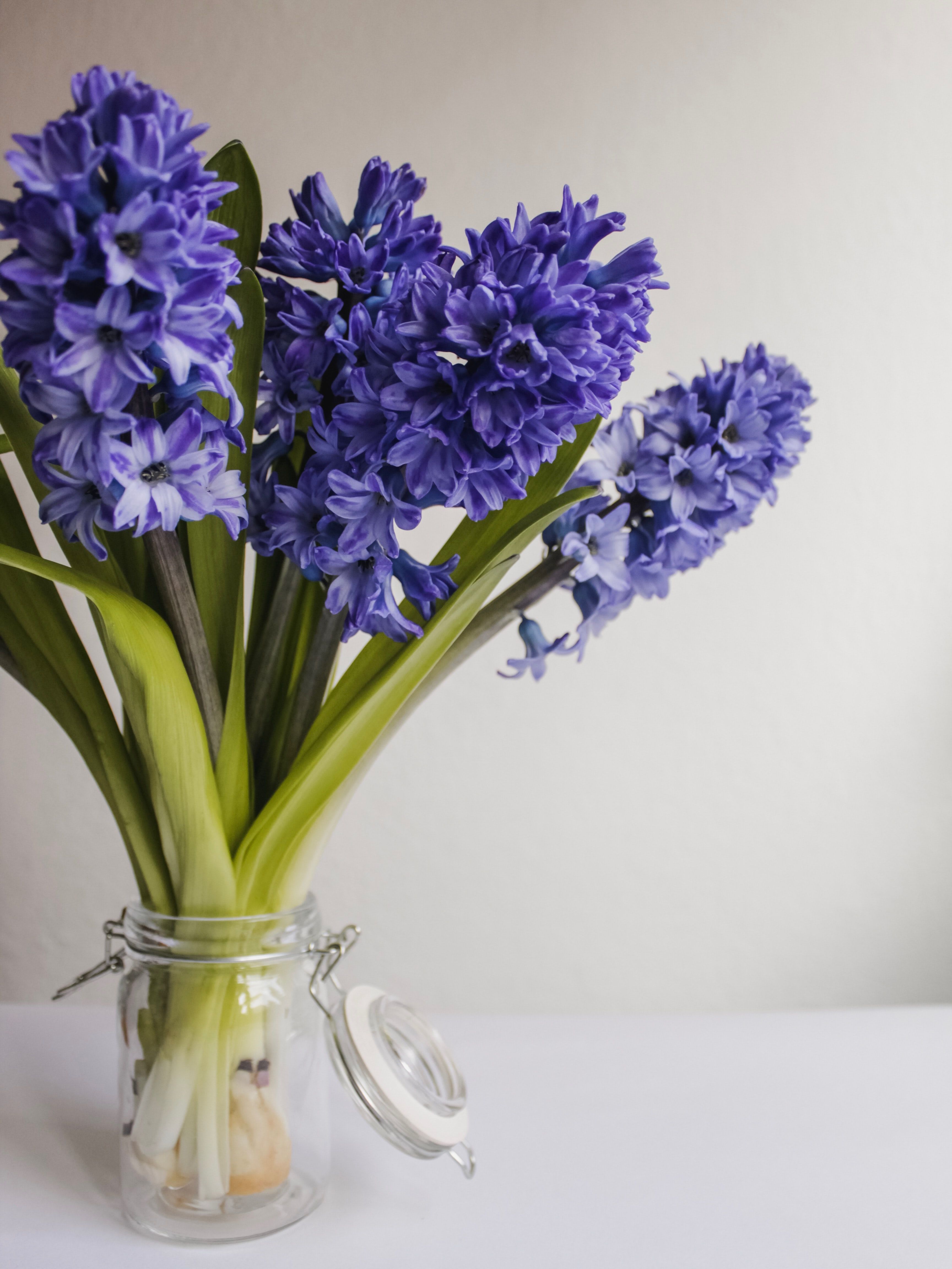 purple hyacinth flower in clear glass vase on table photo