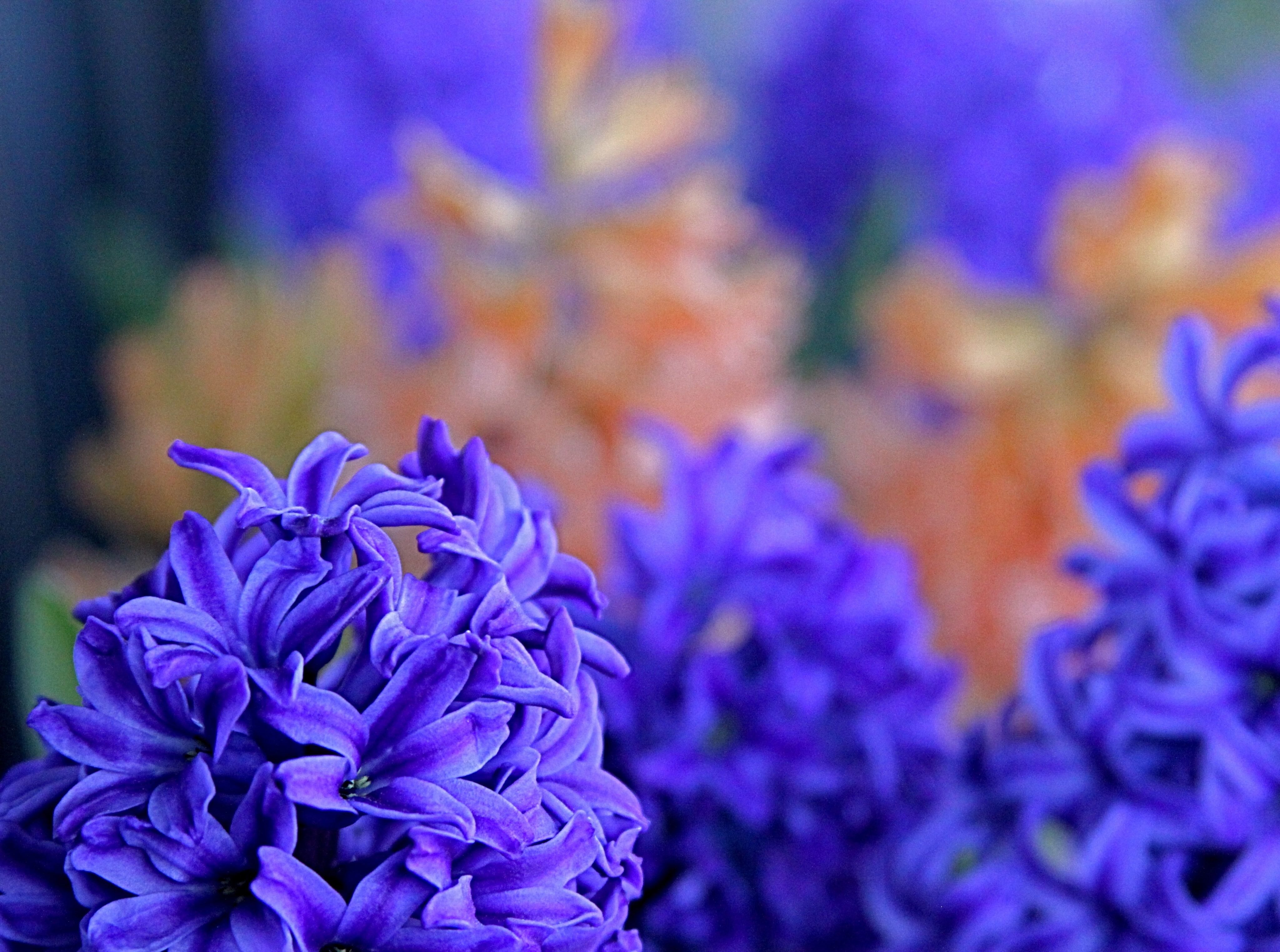 Hyacinths, purple flower lot, Nature, Flowers, Hyacinths, HD