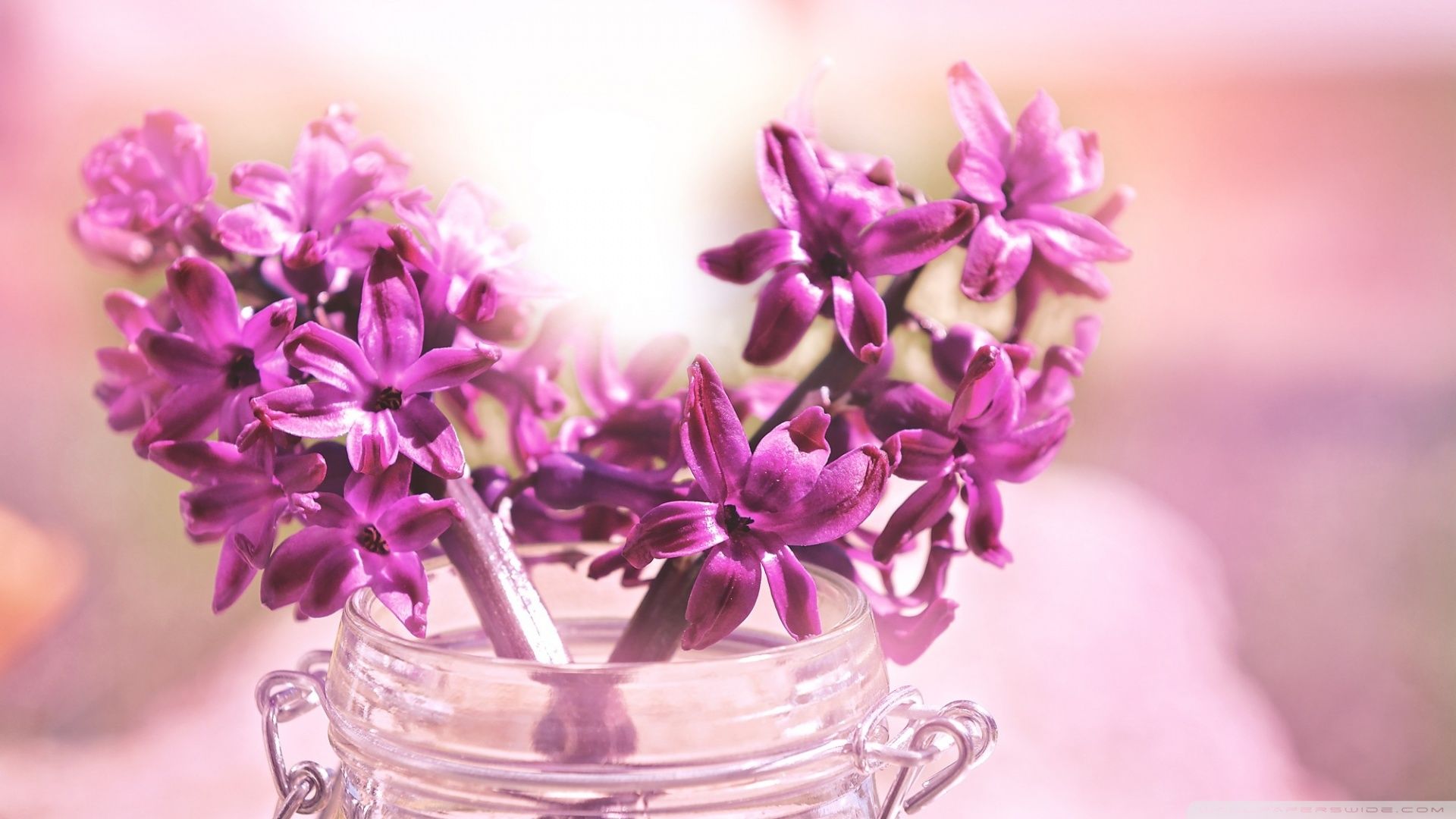 Purple Hyacinth Bouquet Ultra HD Desktop Background Wallpaper