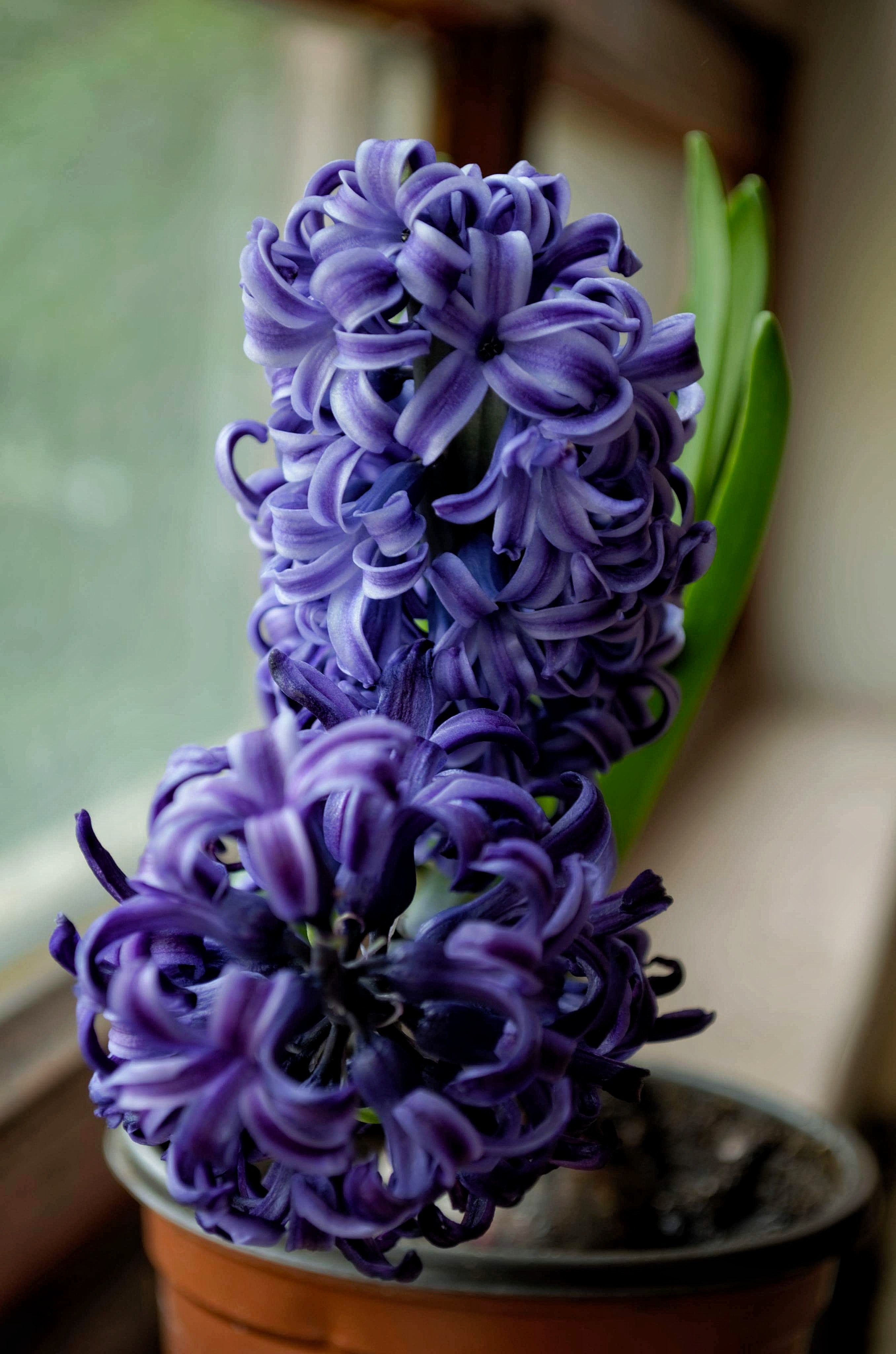 Selective Focus Photography of Purple Hyacinth Flower · Free Stock