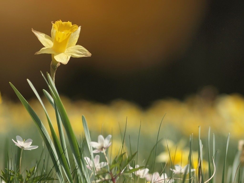 Narcissus, yellow flower, spring wallpaper