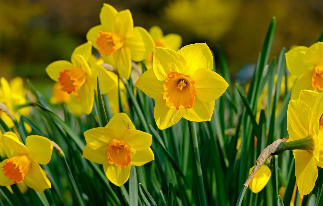 Wallpaper flowers, spring, yellow, daffodils image for desktop