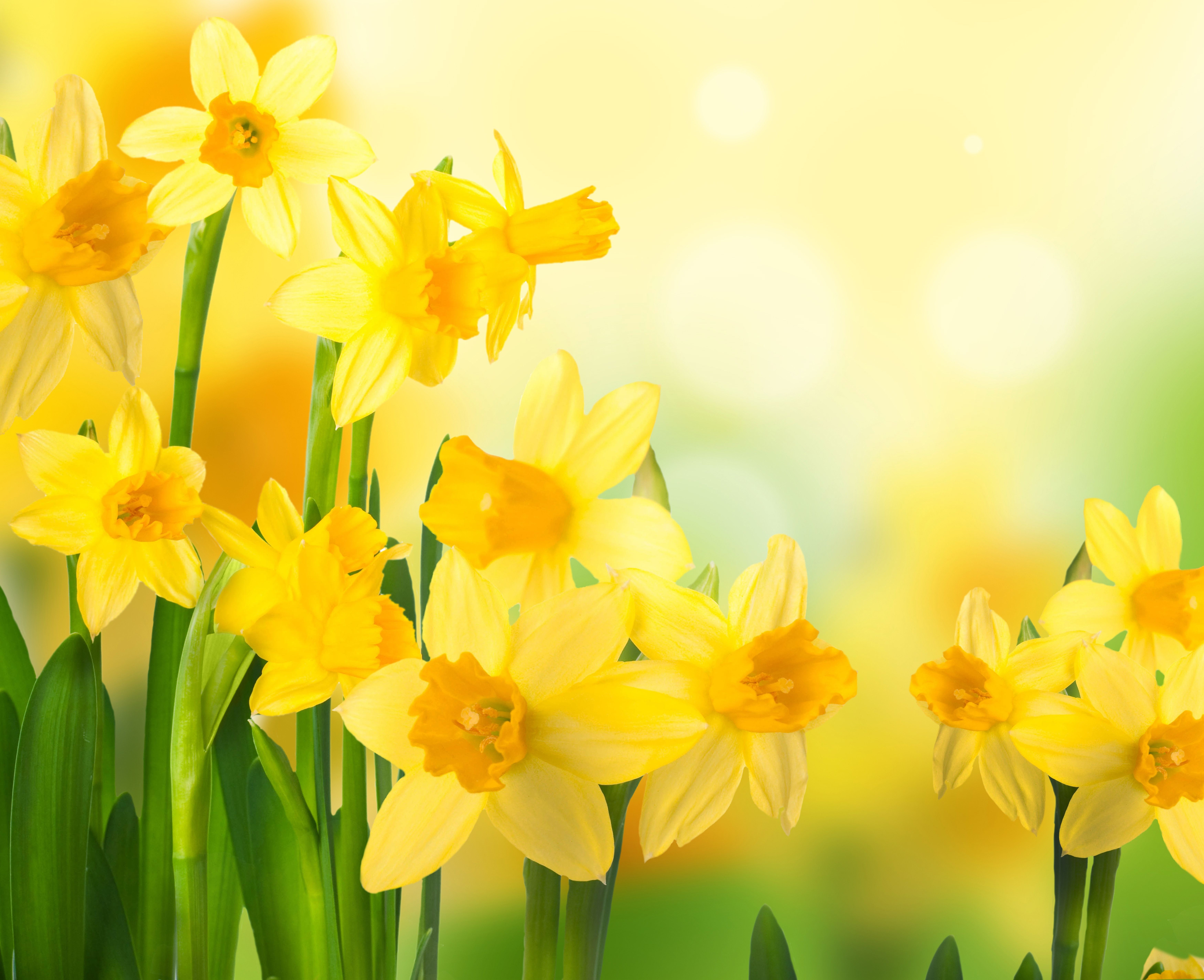 Spring Daffodils Wallpaper