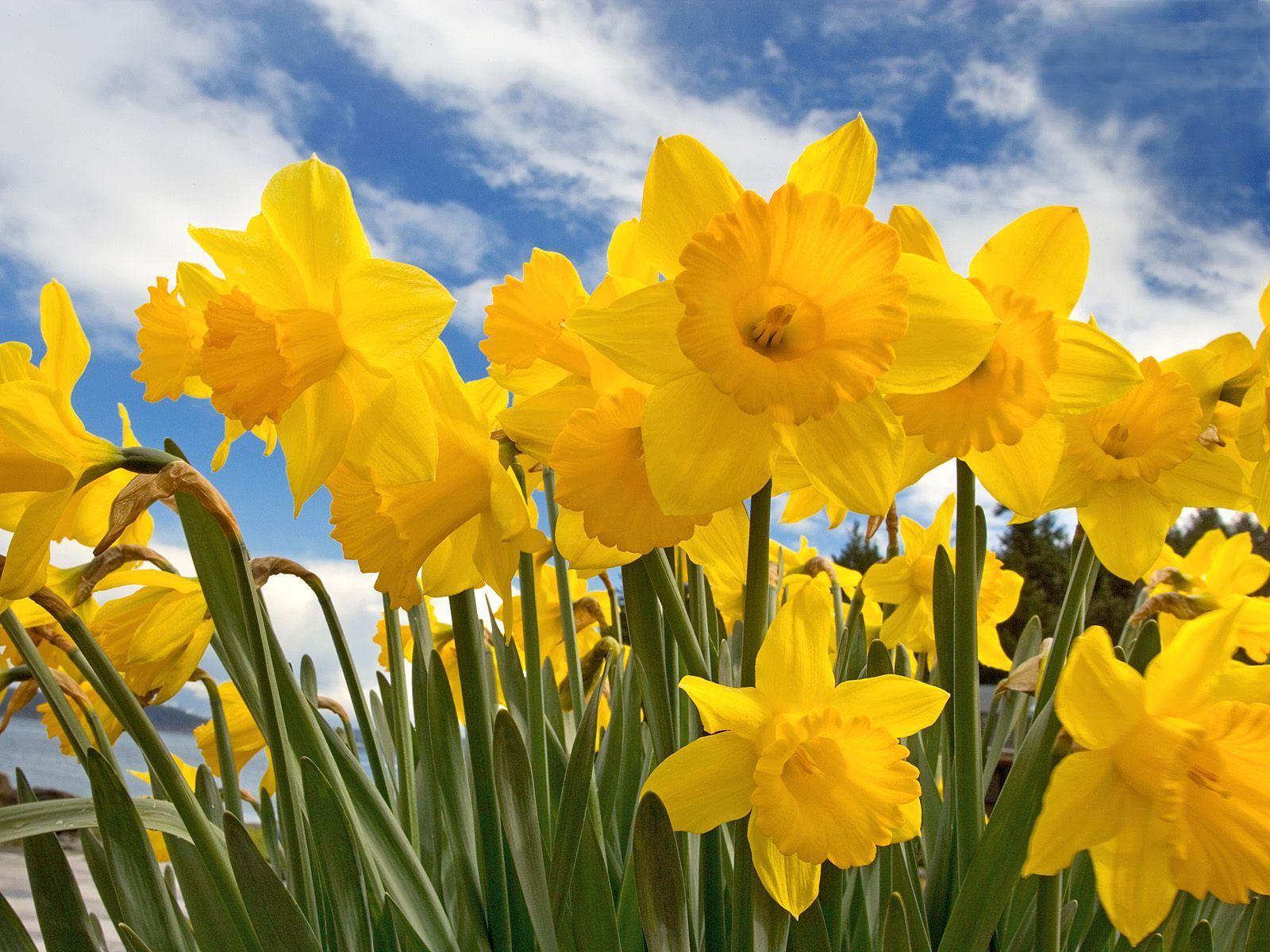 Sunny Daffodils Flowers Picture Wallpaper HD Download. Wallpaper