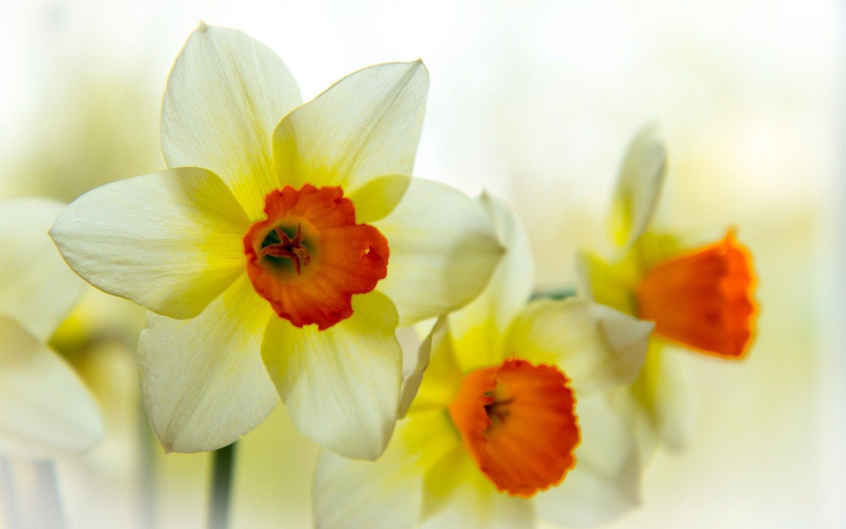 Daffodils Flowers Spring HD Wallpaper. All Wallpaper Desktop